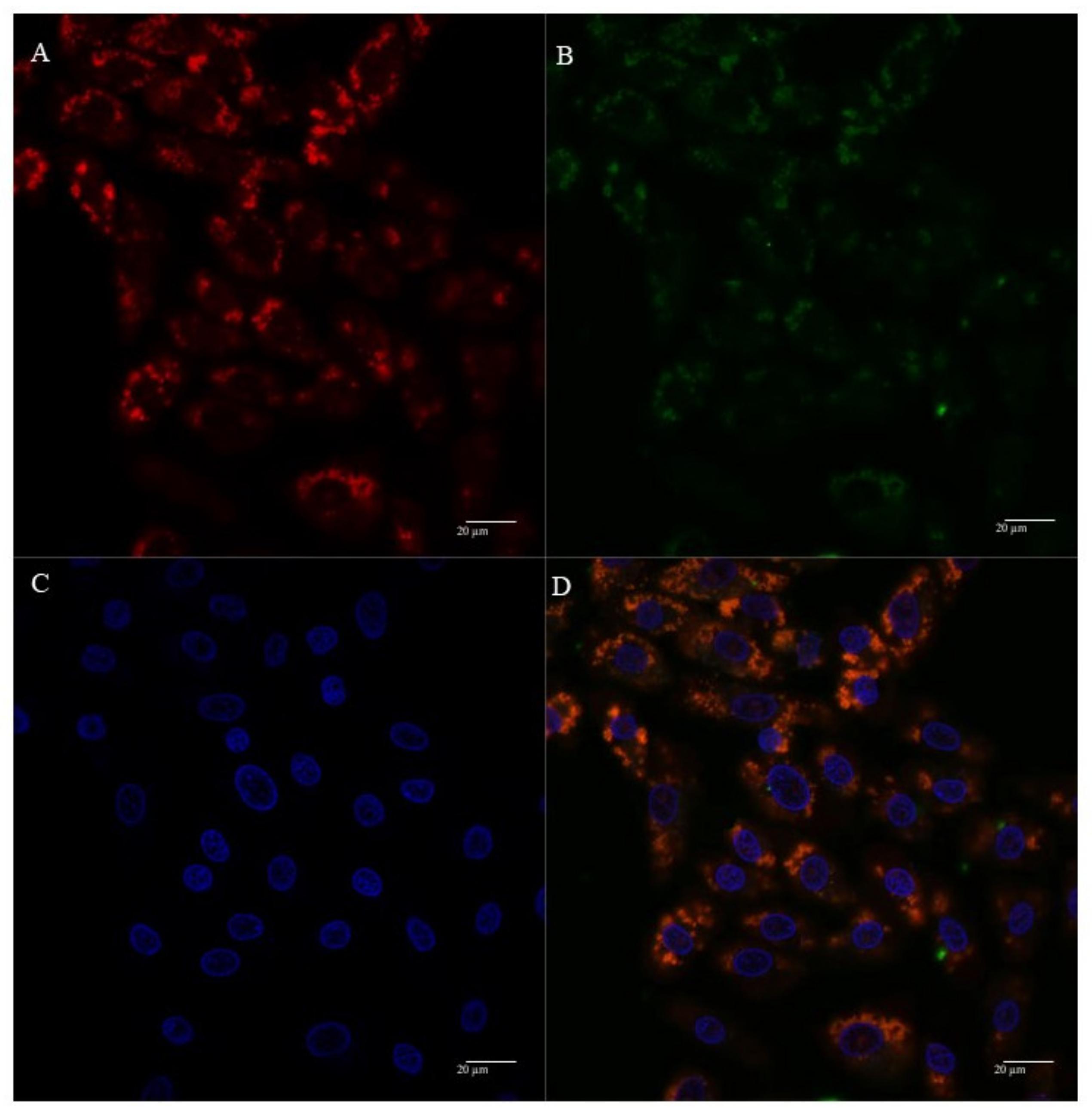 Polymers 13 01836 g008