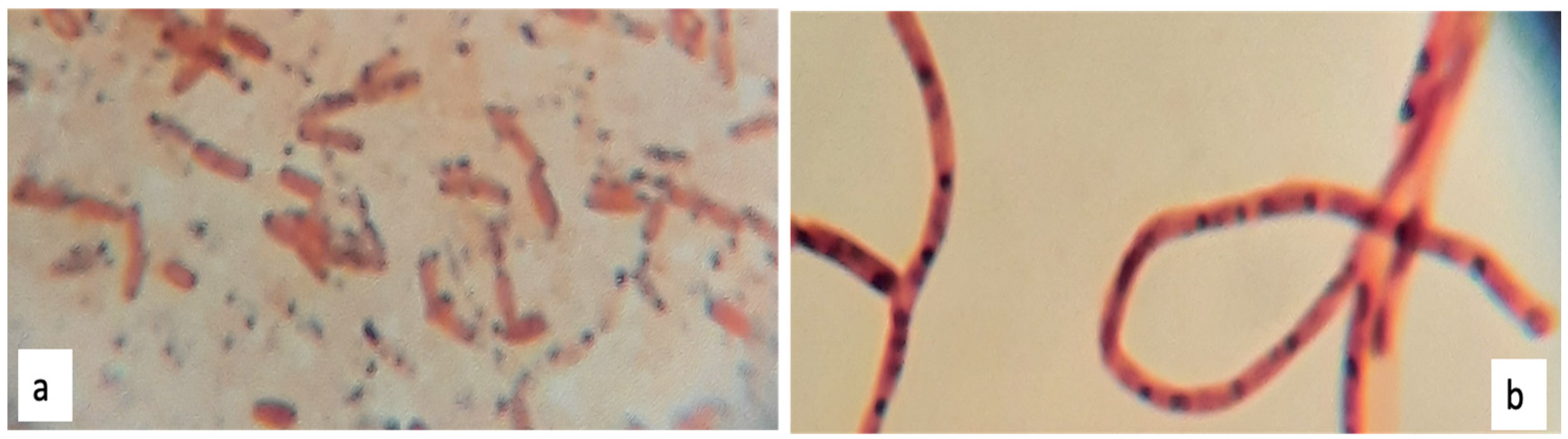 Polymers 13 01870 g004 Polymers 13 01870 g004