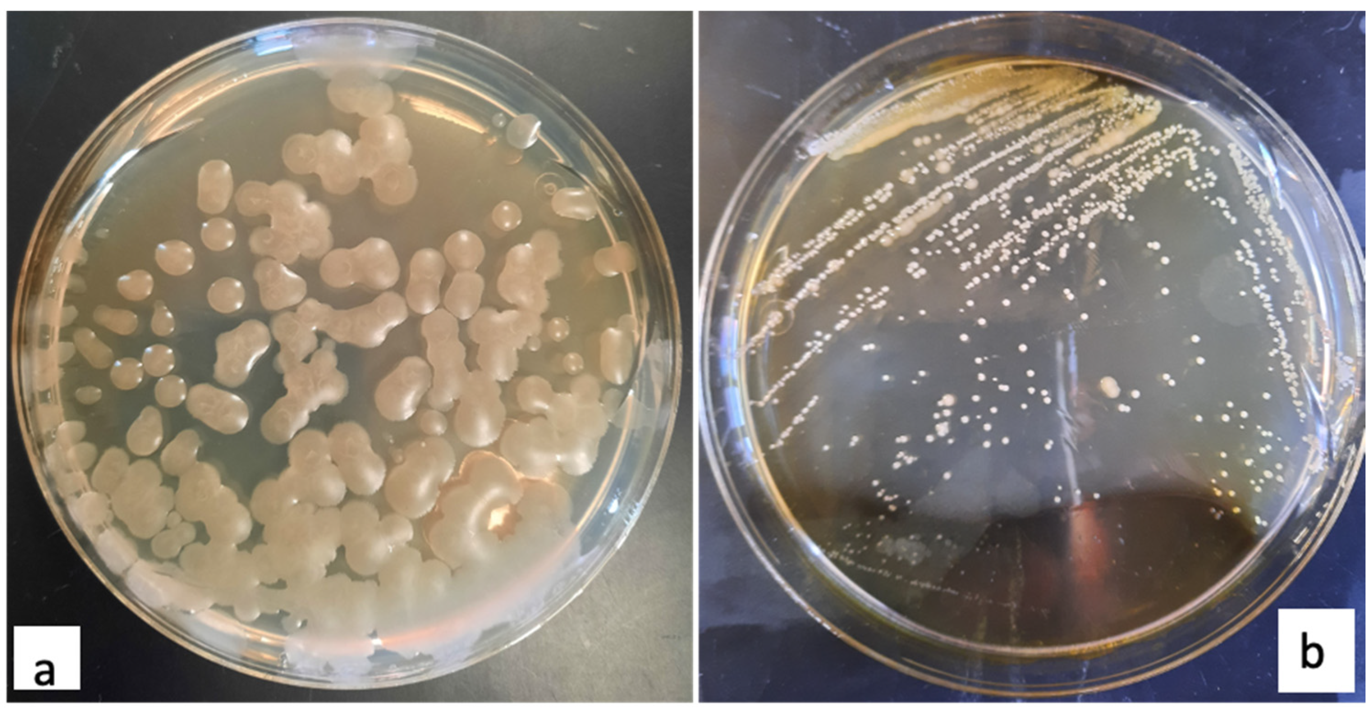 Polymers 13 01870 g005 Polymers 13 01870 g005