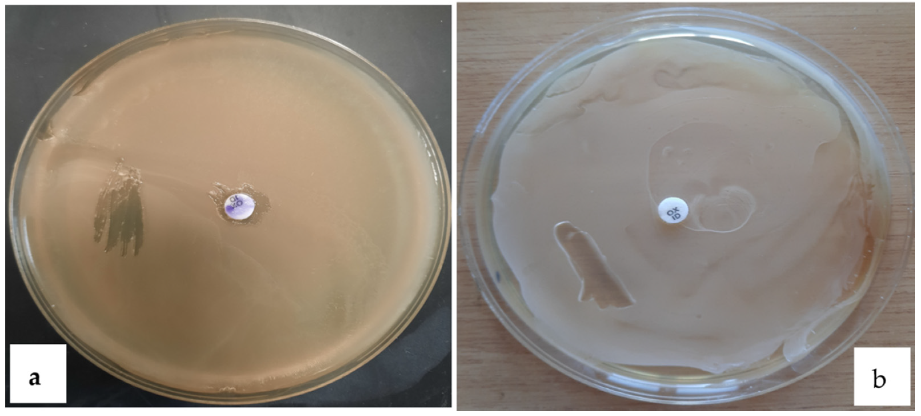 Polymers 13 01870 g009 Polymers 13 01870 g009