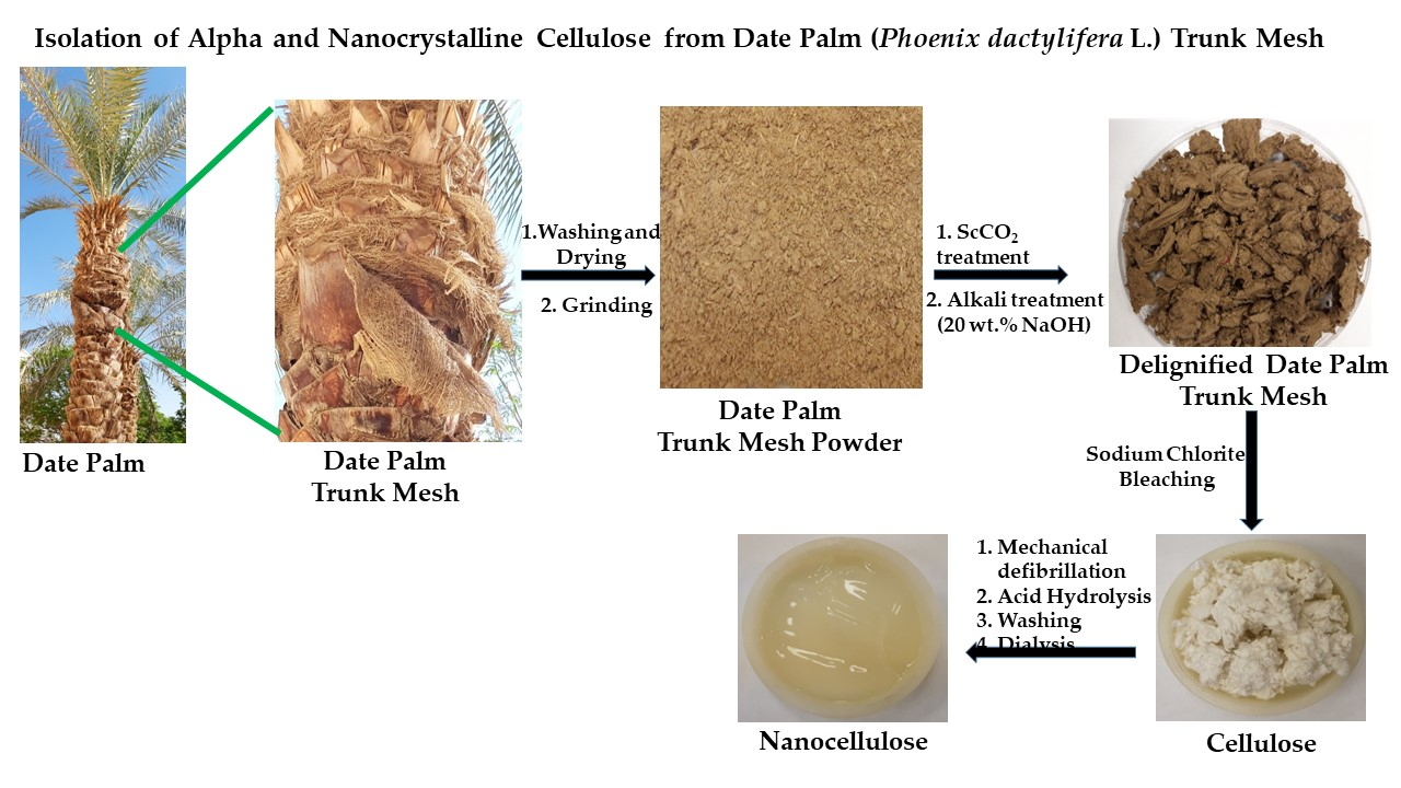 Polymers | Free Full-Text | Isolation and Characterization of Alpha and  Nanocrystalline Cellulose from Date Palm (Phoenix dactylifera L.) Trunk Mesh