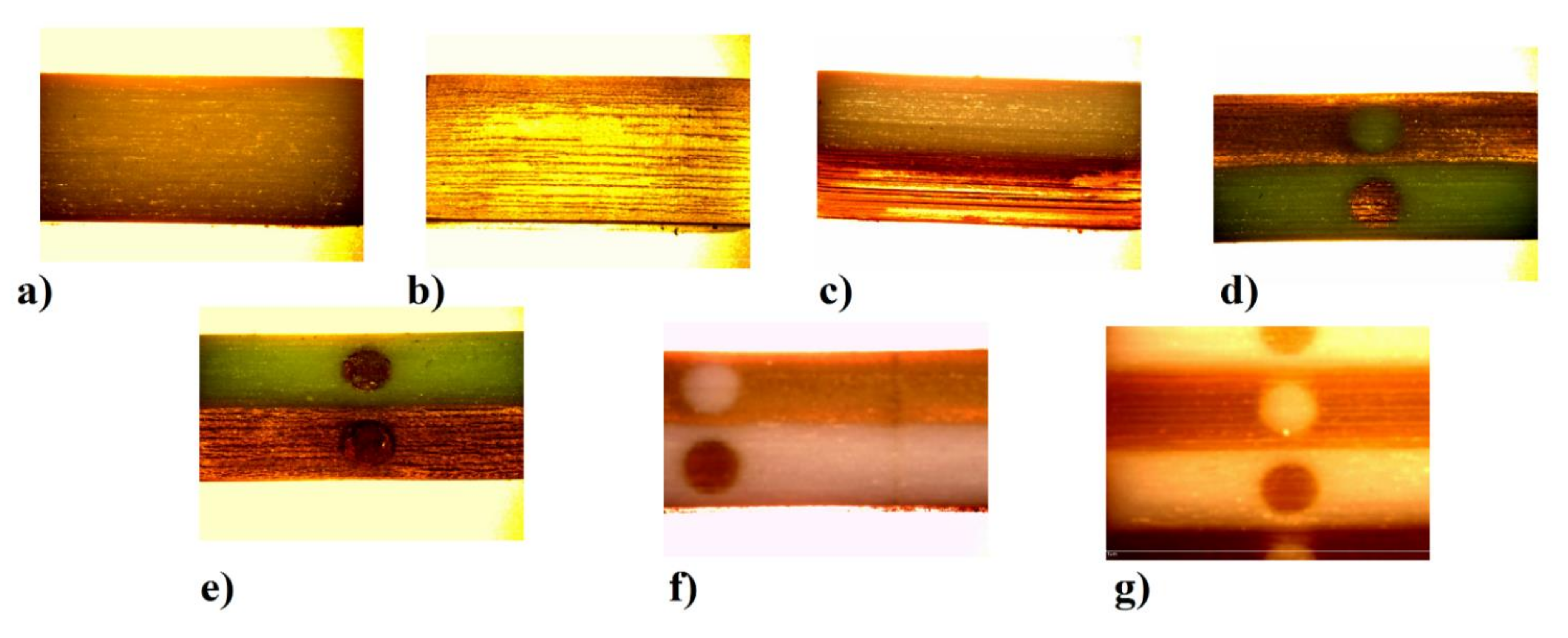 Polymers 13 01895 g010 Polymers 13 01895 g010