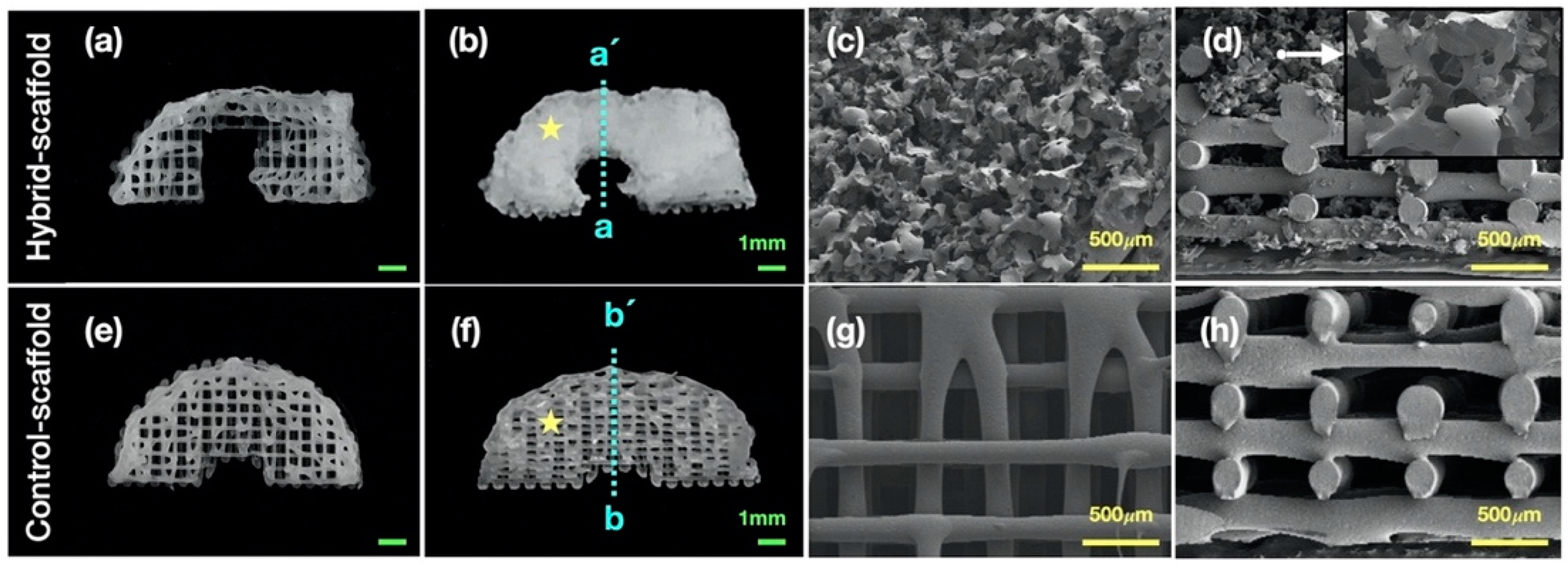 Polymers 13 01910 g002