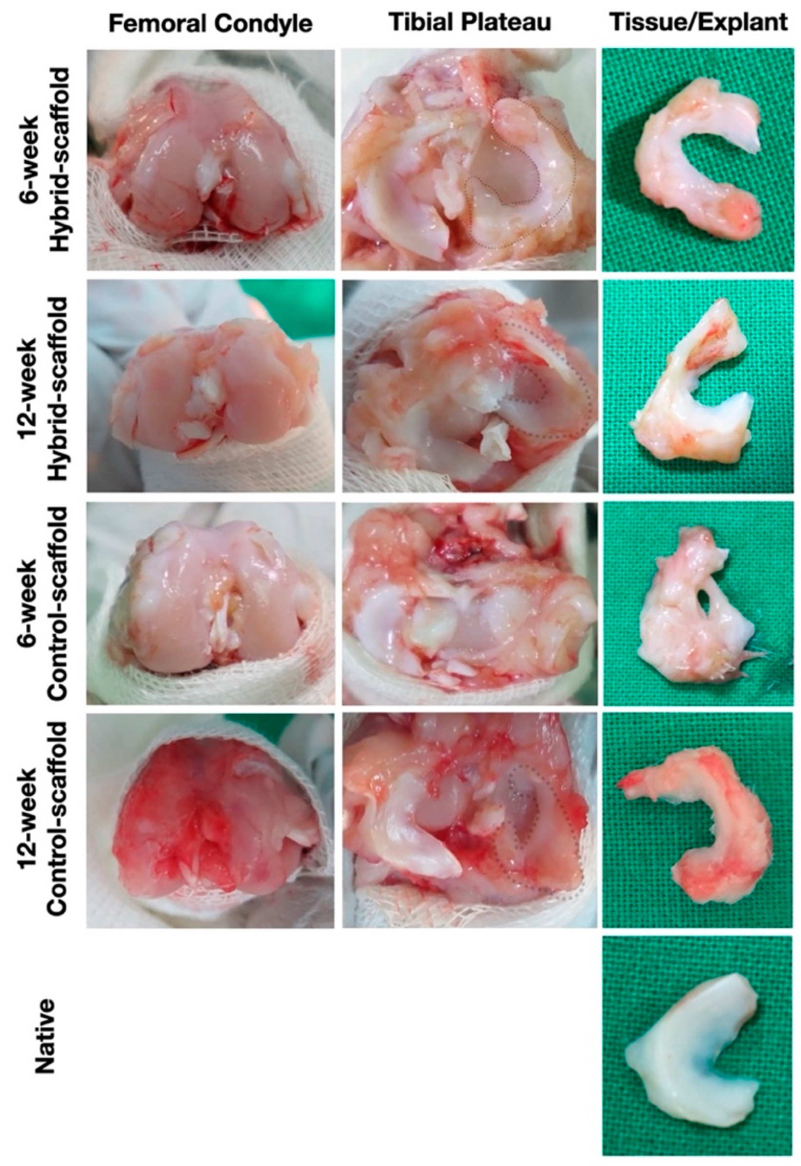 Polymers 13 01910 g003