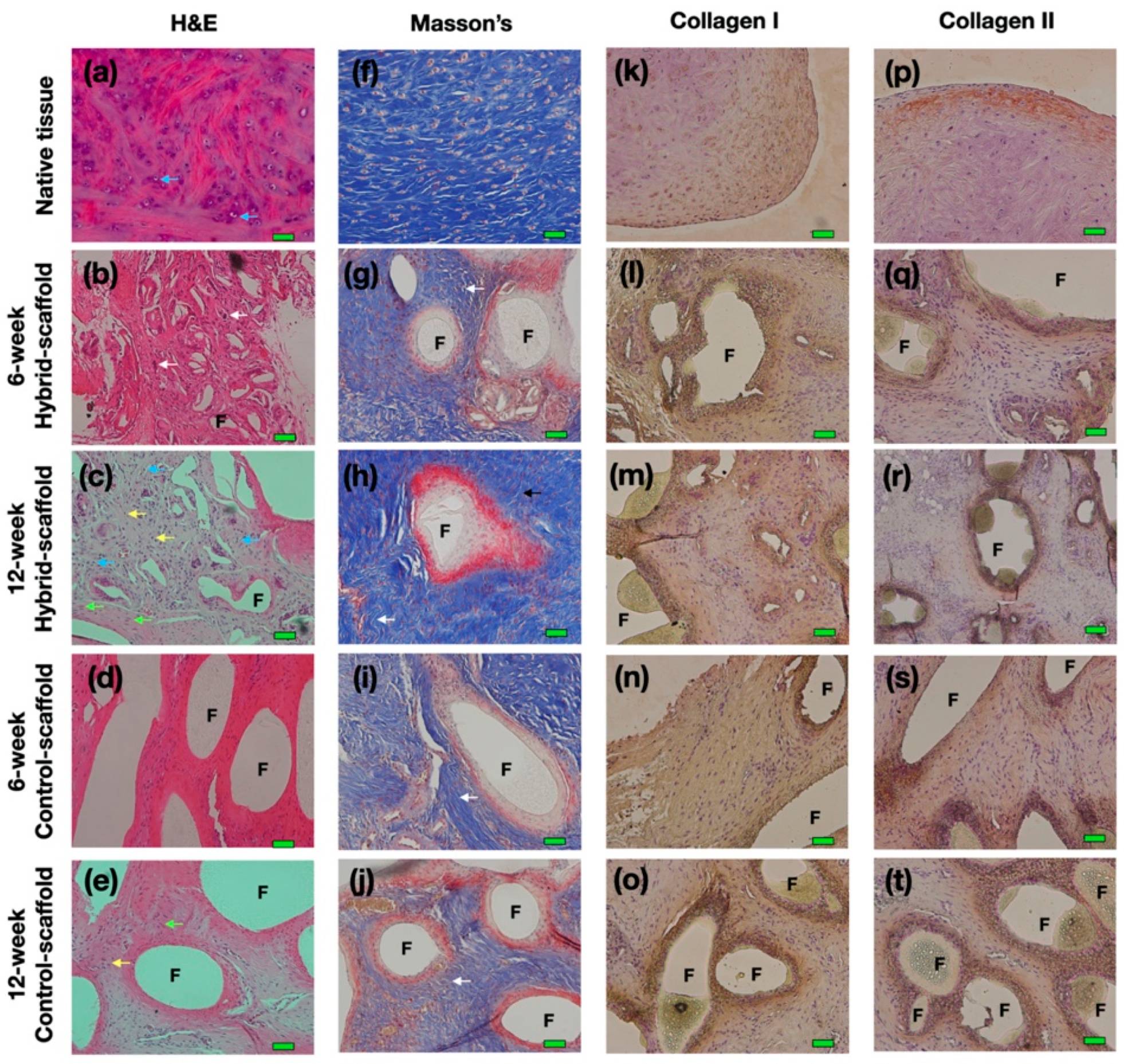 Polymers 13 01910 g004