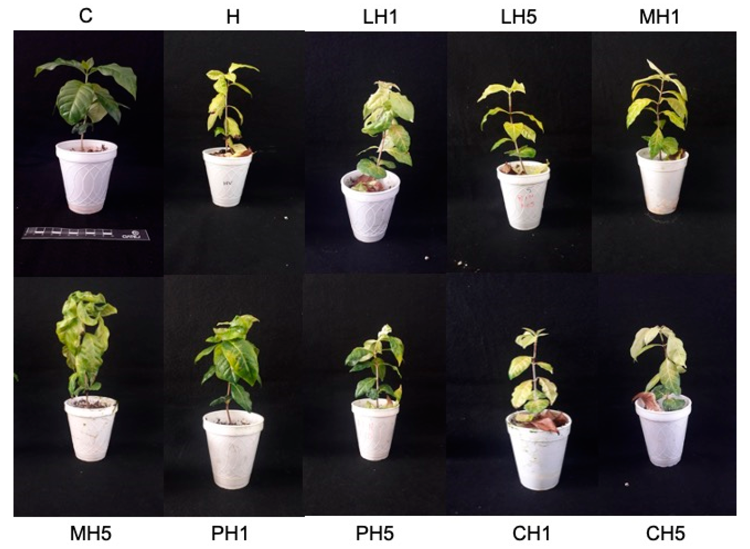Polymers 13 01940 g002 Polymers 13 01940 g002