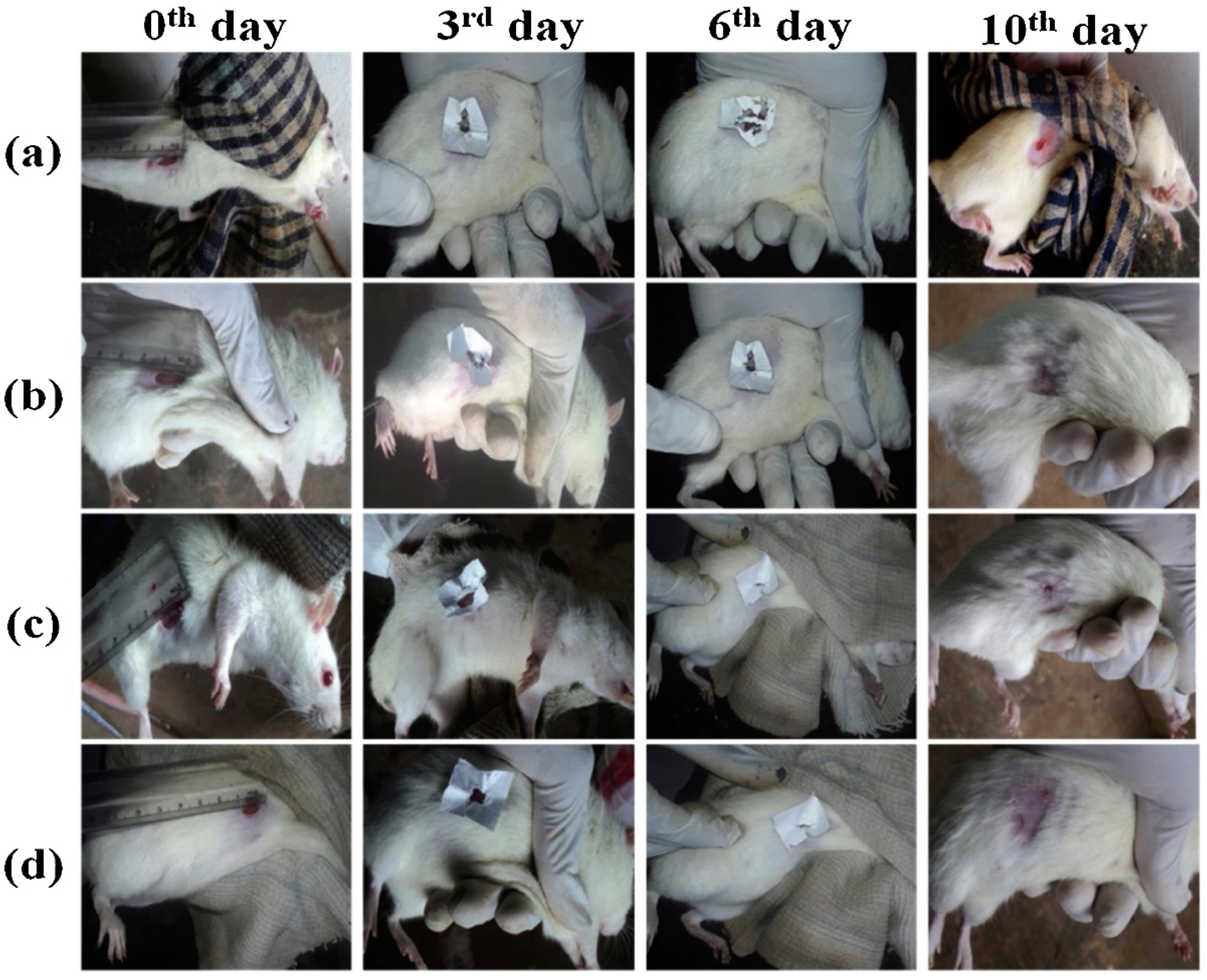 Polymers 13 01962 g004 Polymers 13 01962 g004