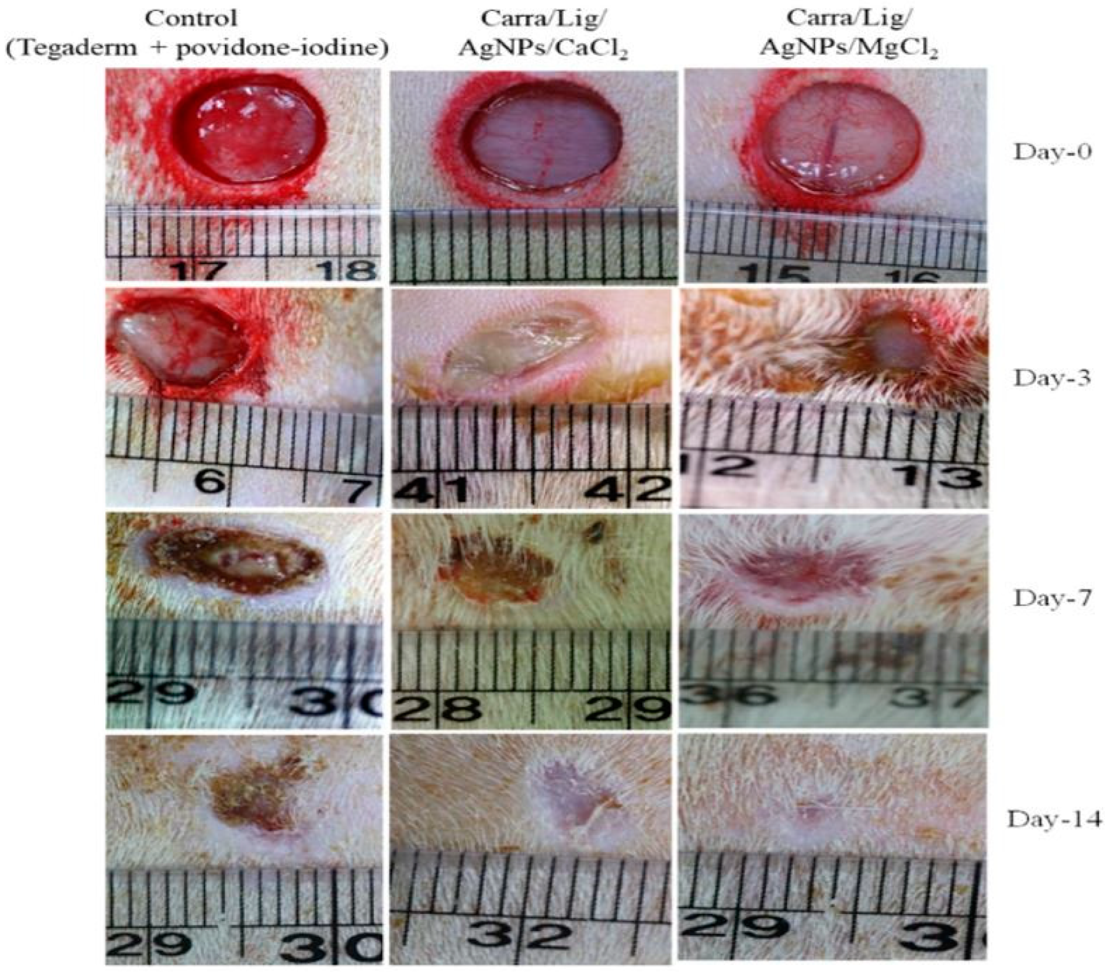 Polymers 13 01962 g005 Polymers 13 01962 g005