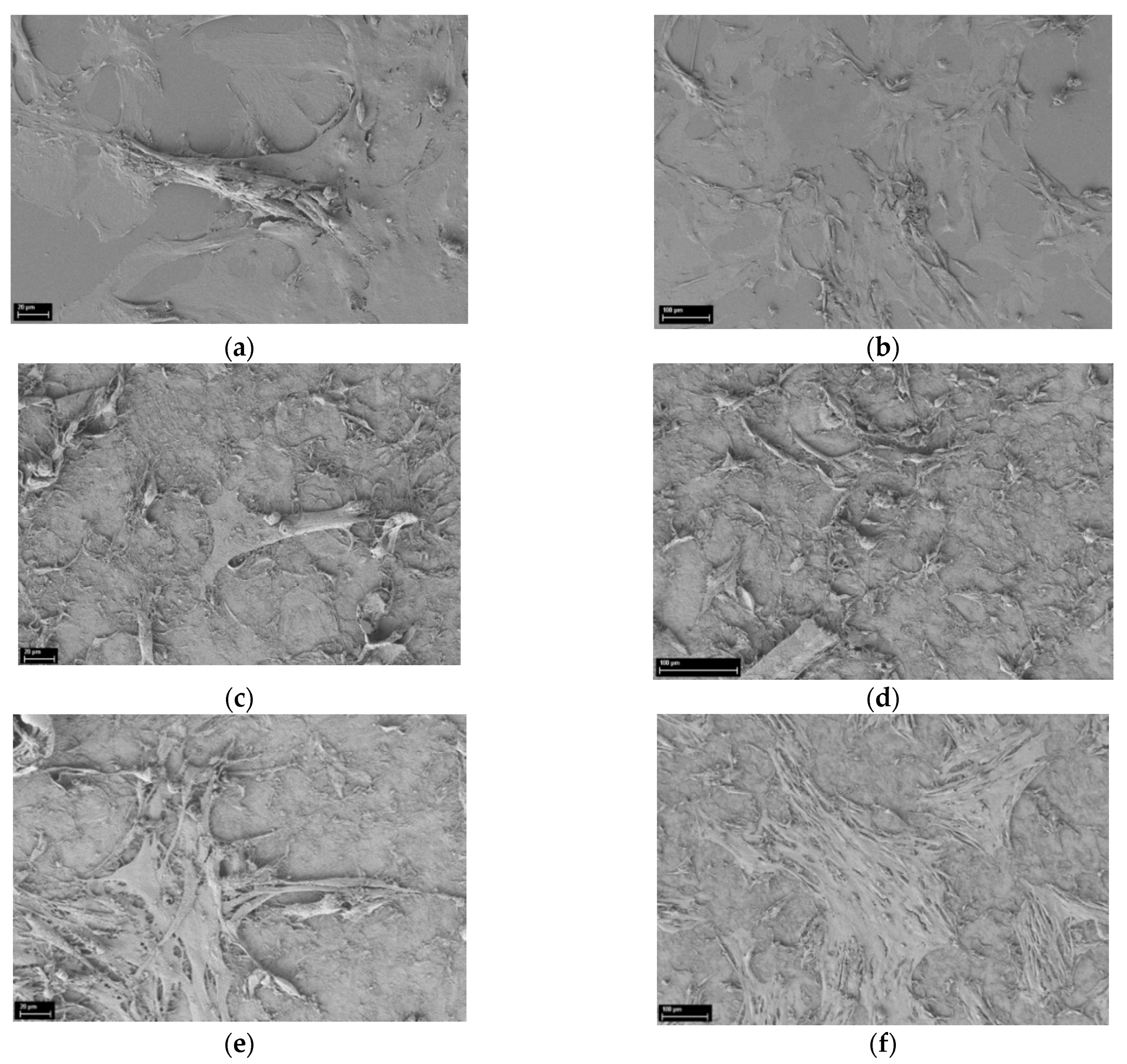 Polymers 13 01999 g007 Polymers 13 01999 g007