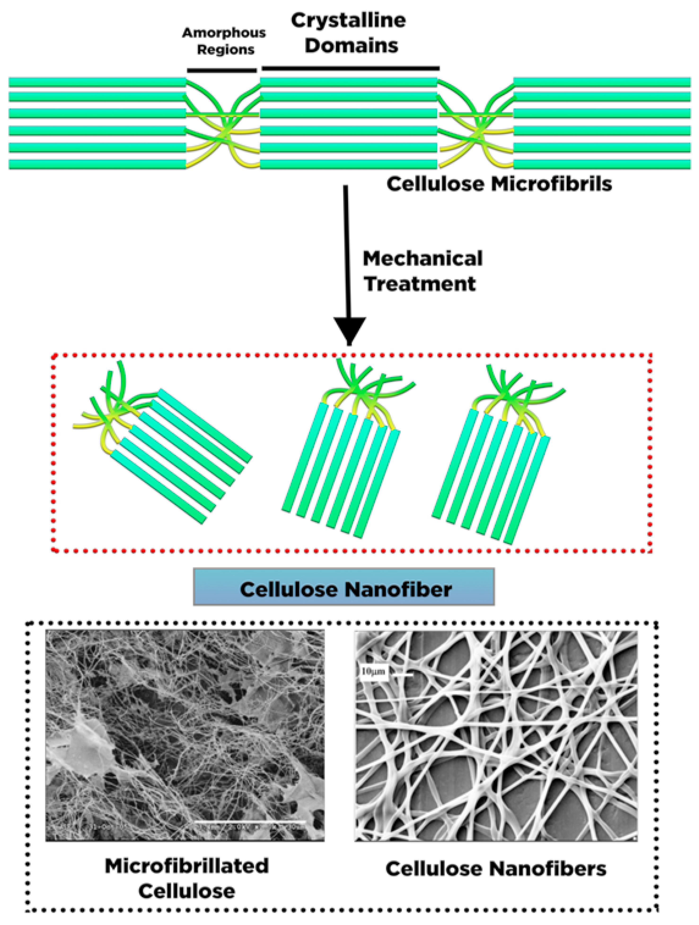 Polymers 13 02052 g004 550
