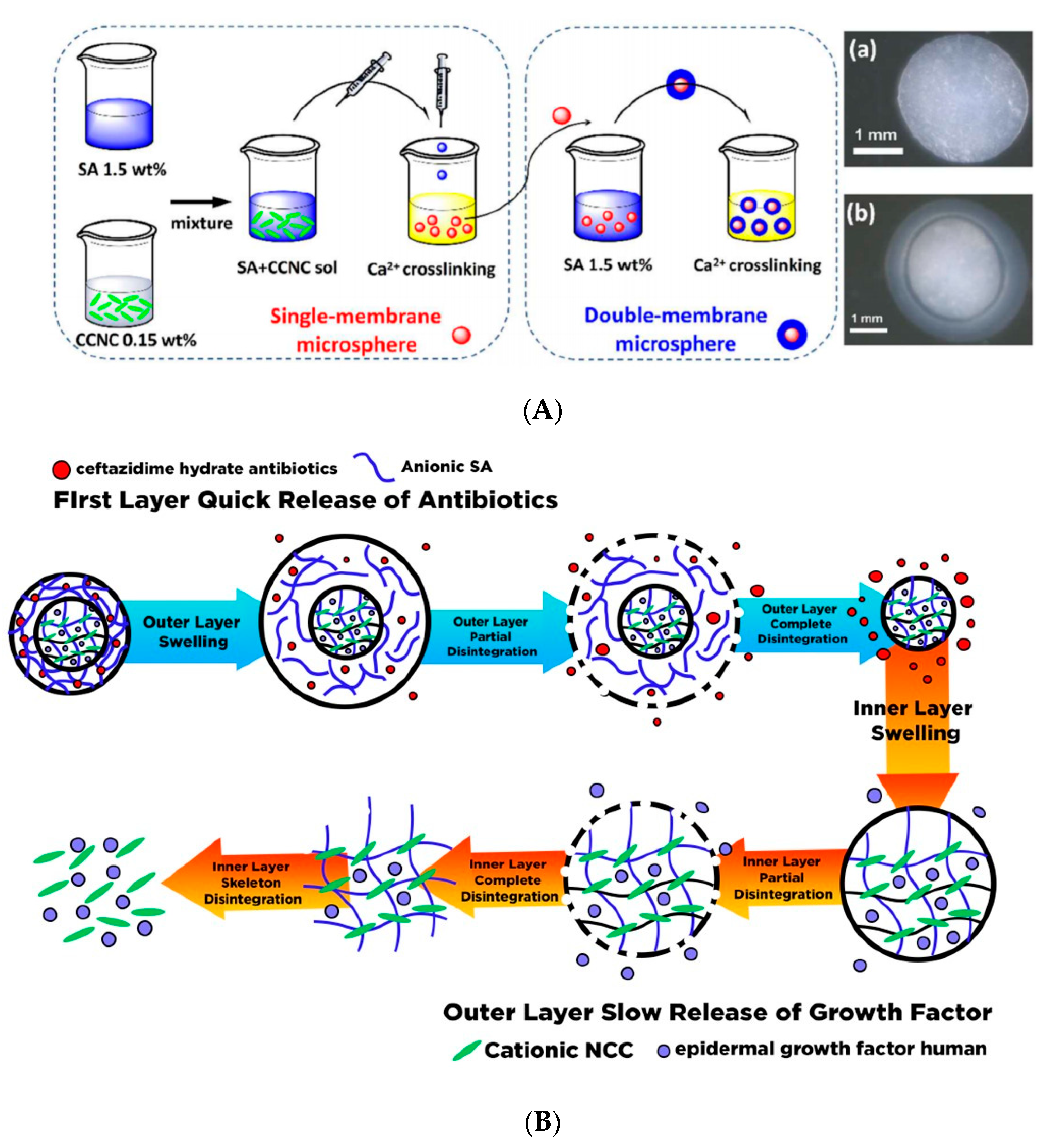 Polymers 13 02052 g010 550