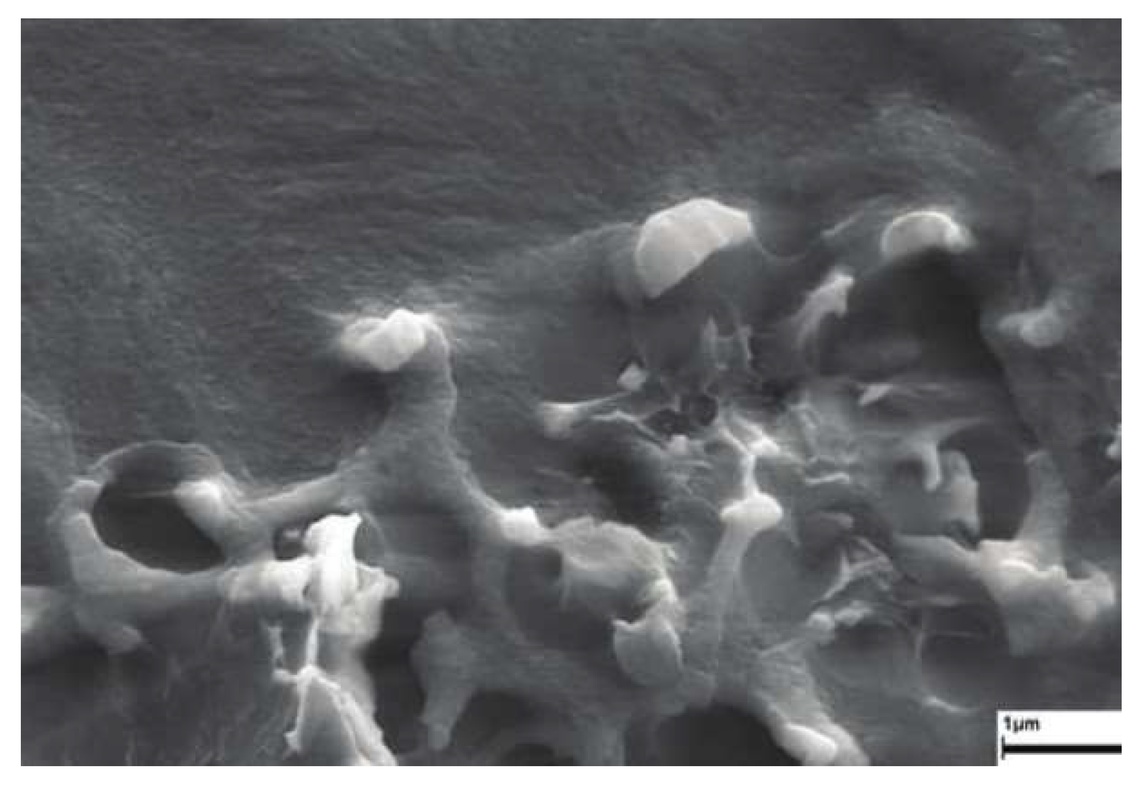 Polymers 13 02053 g005