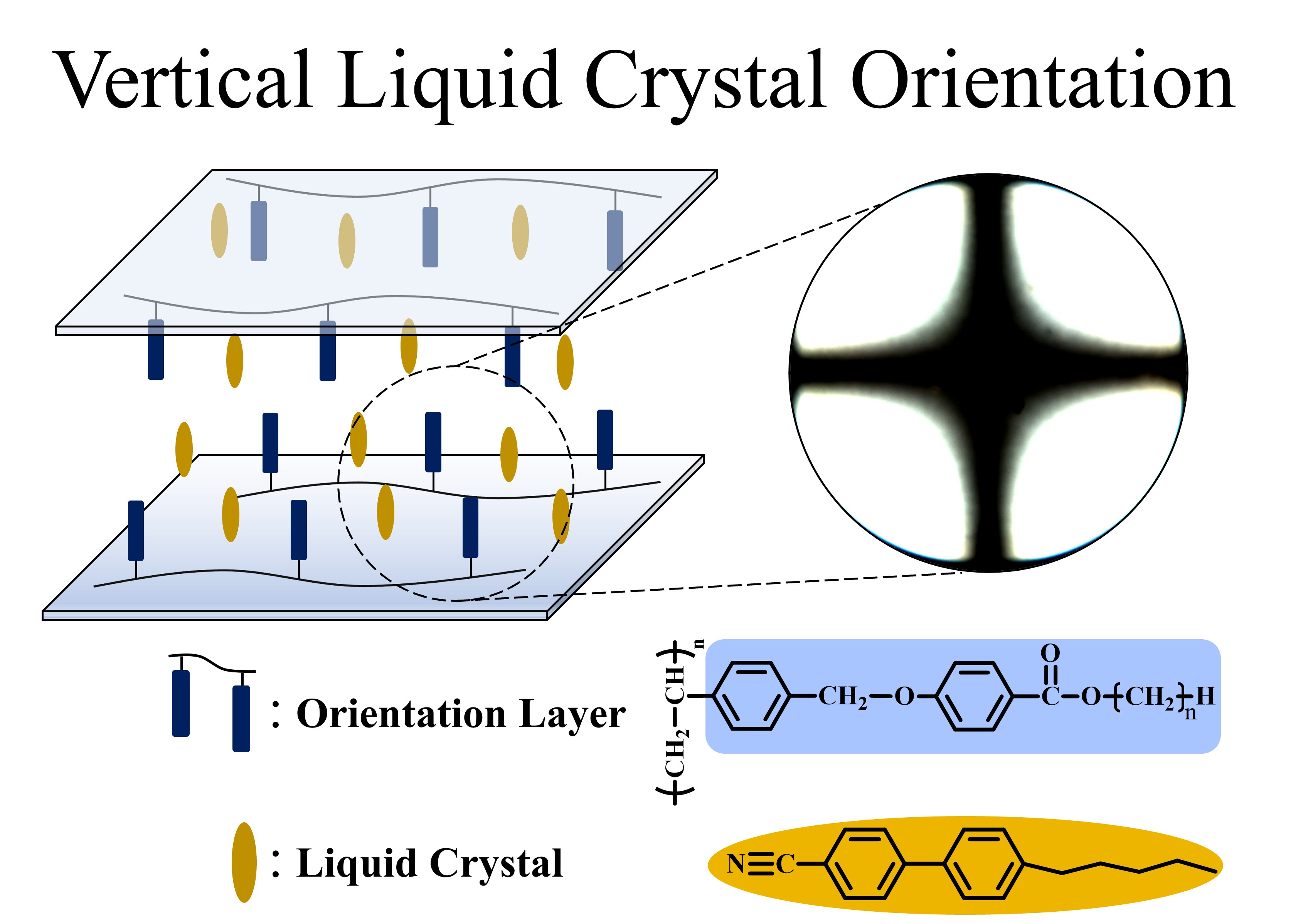 Polymers Free FullText Vertical Orientation of Liquid Crystal on