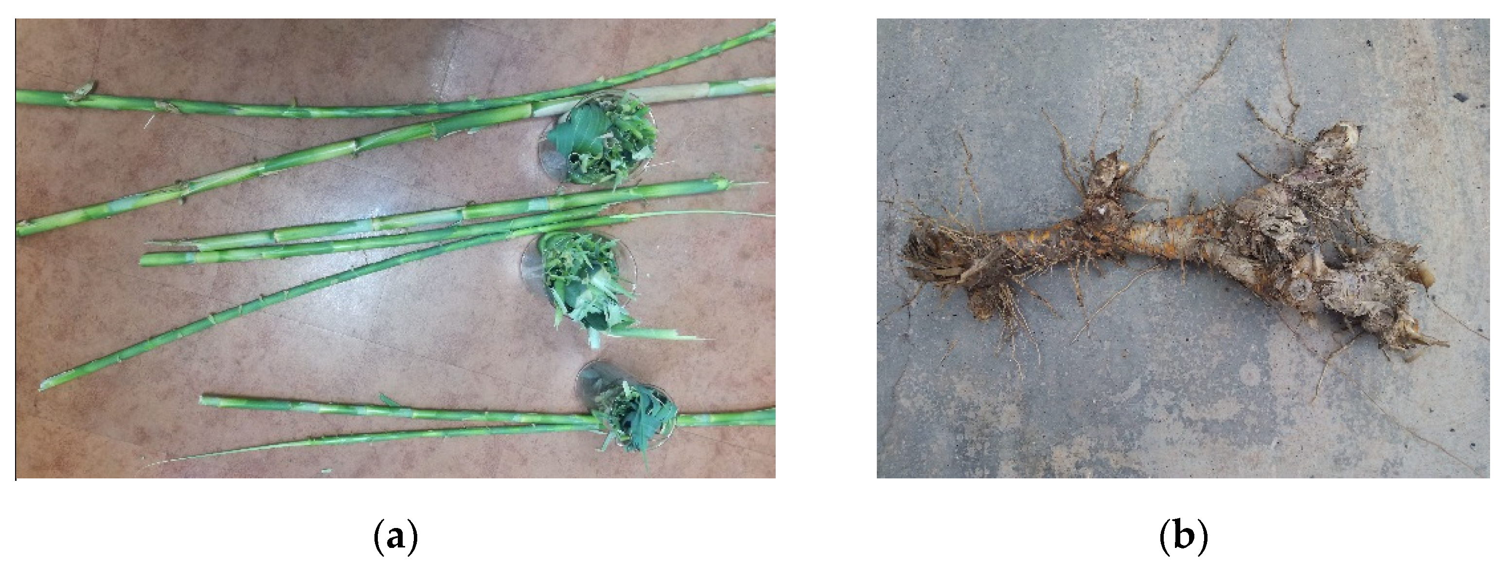 Polymers 13 02101 g001