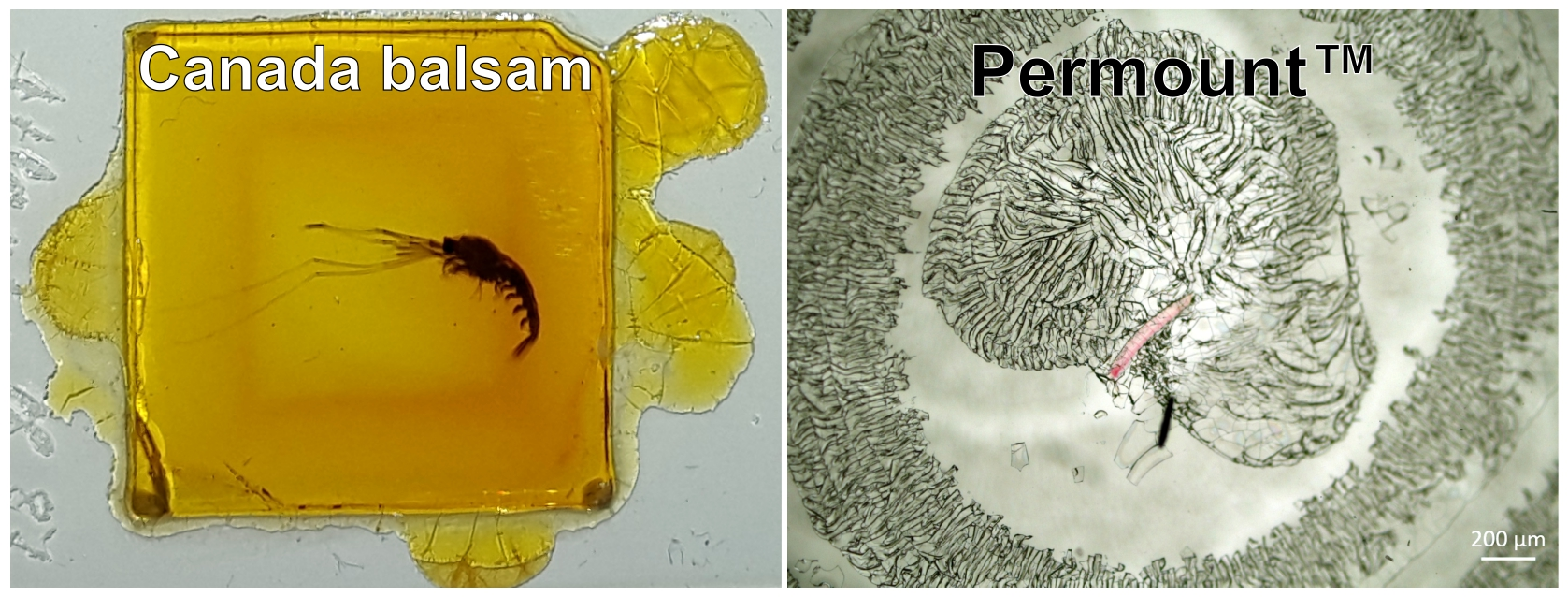 Hoyer S Mounting Medium Recipe Deporecipe.co