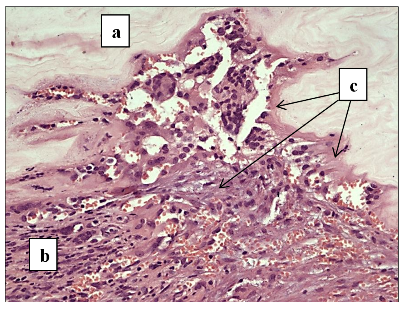 Polymers 13 02118 g005 550