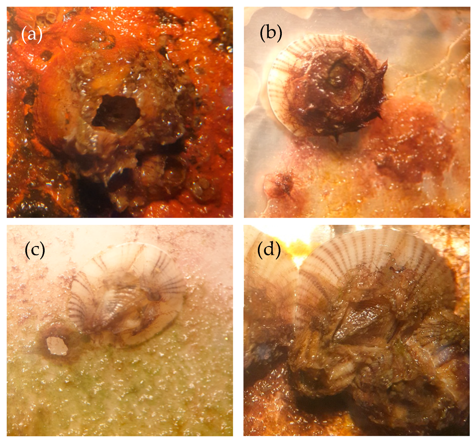Polymers 13 02242 g008