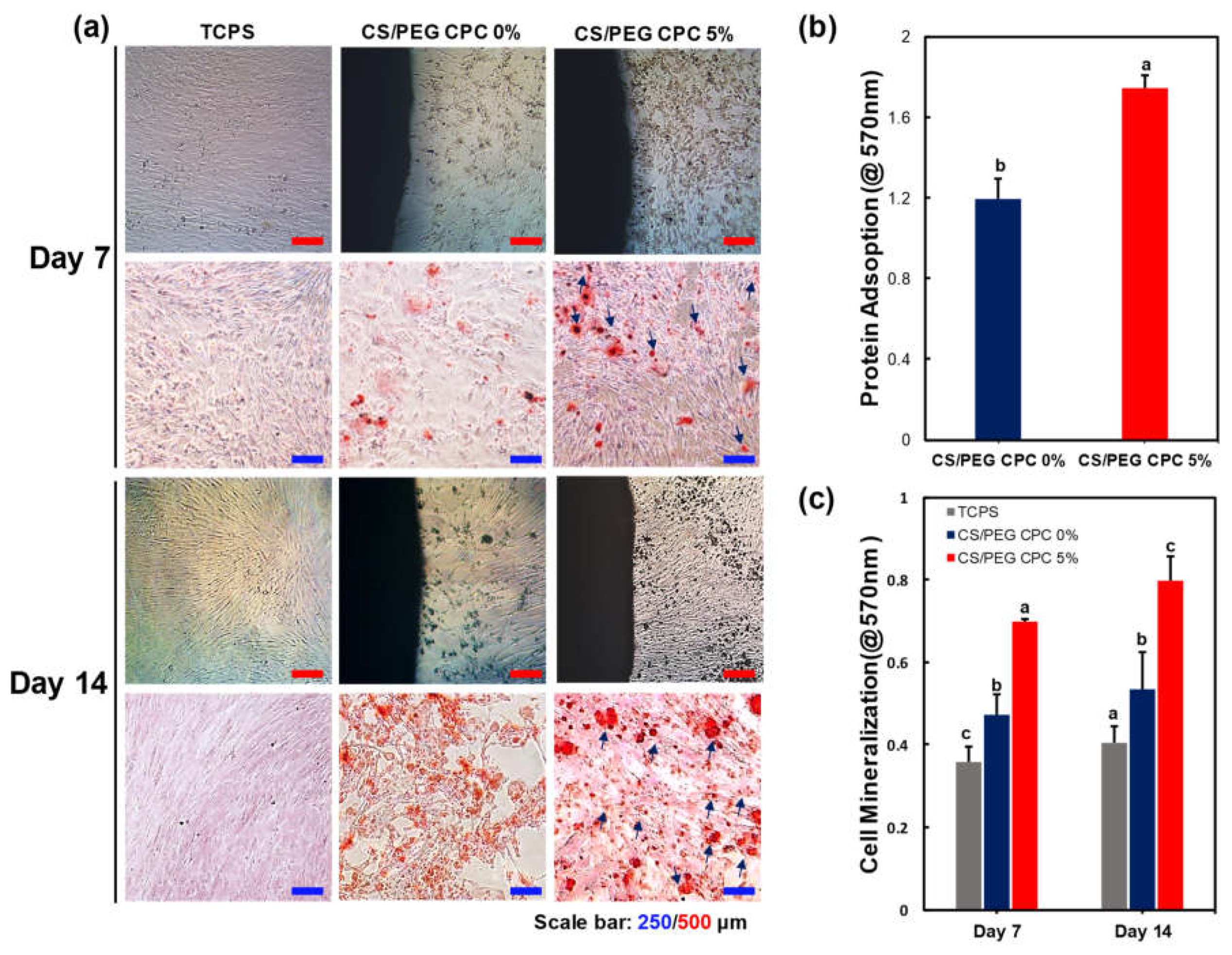 Polymers 13 02252 g005