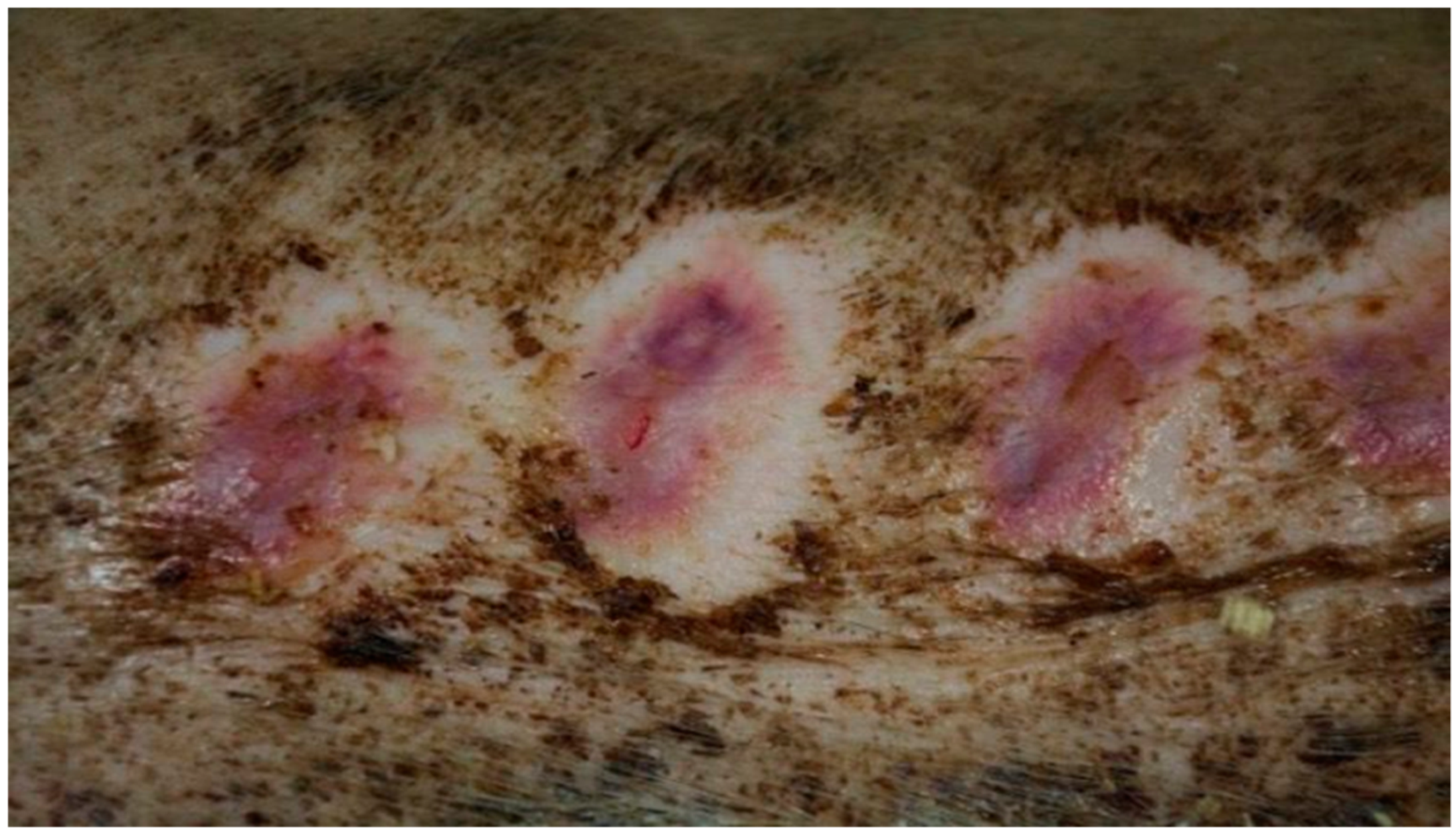 Polymers 13 02312 g011