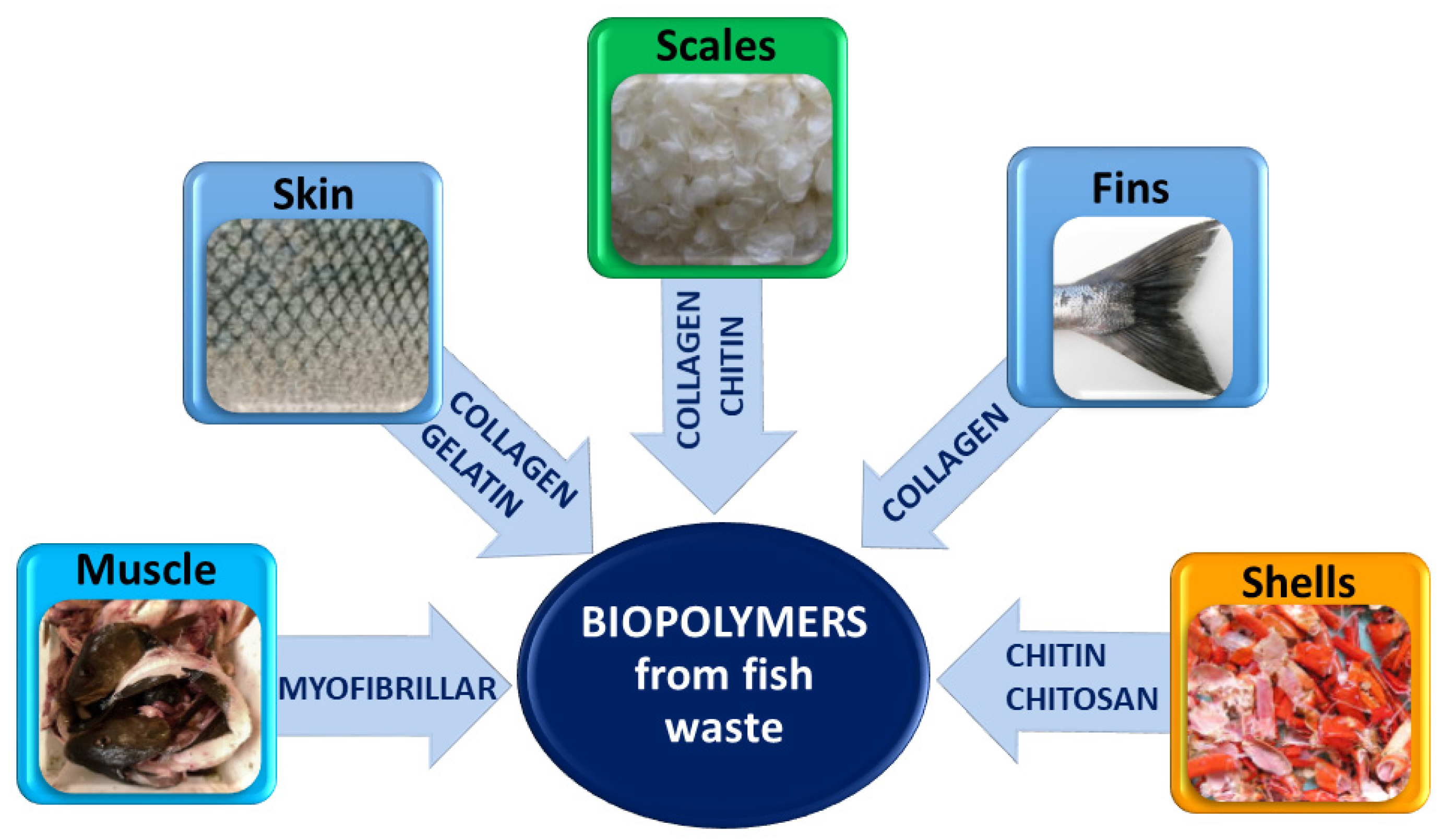 Polymers Free FullText Recent Applications of Biopolymers Derived