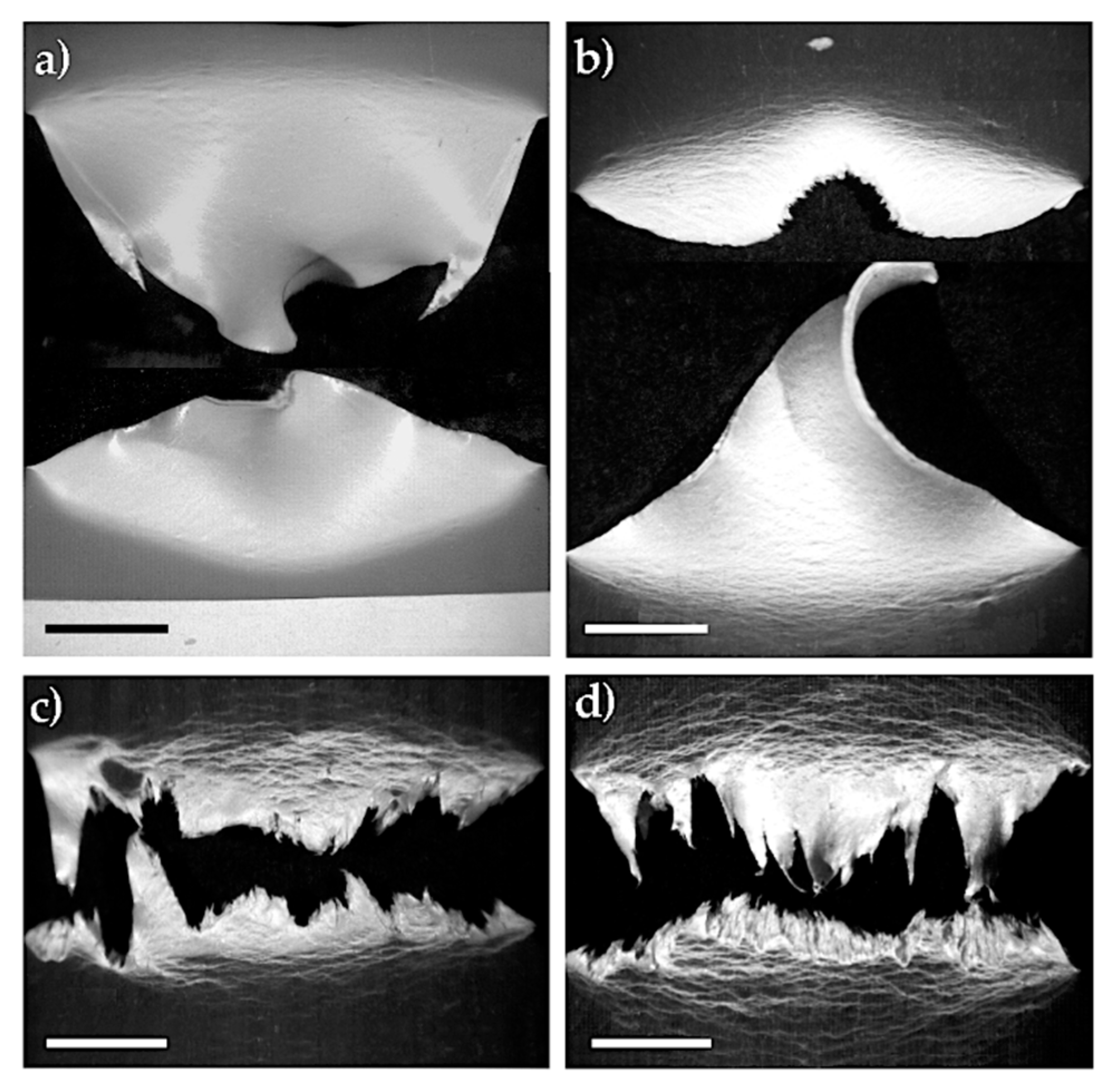 Polymers 13 02360 g010 550