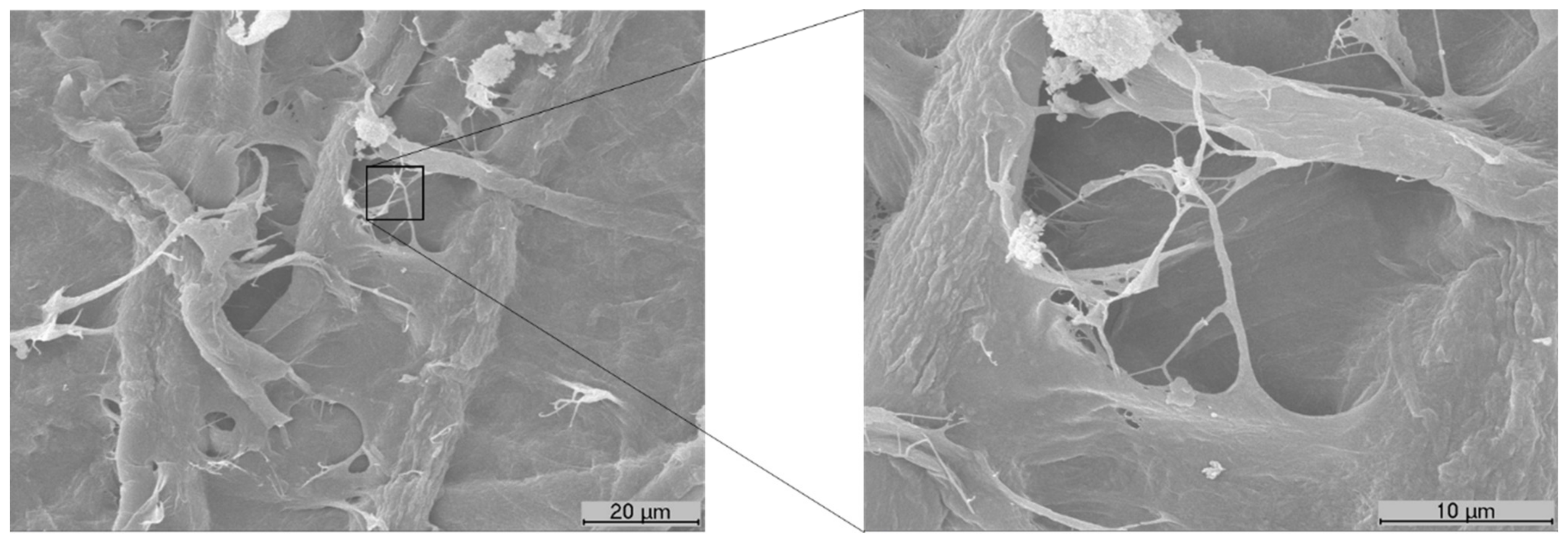 Polymers 13 02397 g001 Polymers 13 02397 g001