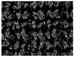 Polymers 13 02414 i001