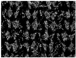 Polymers 13 02414 i003