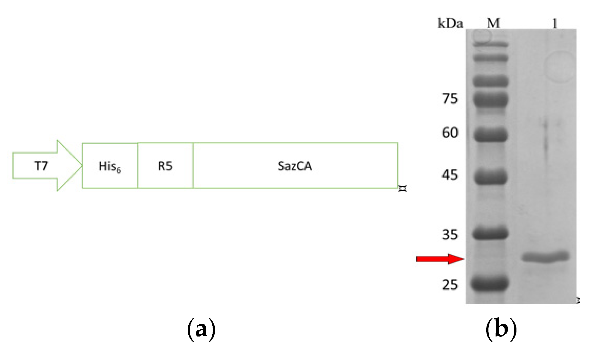 Polymers 13 02452 g001 550
