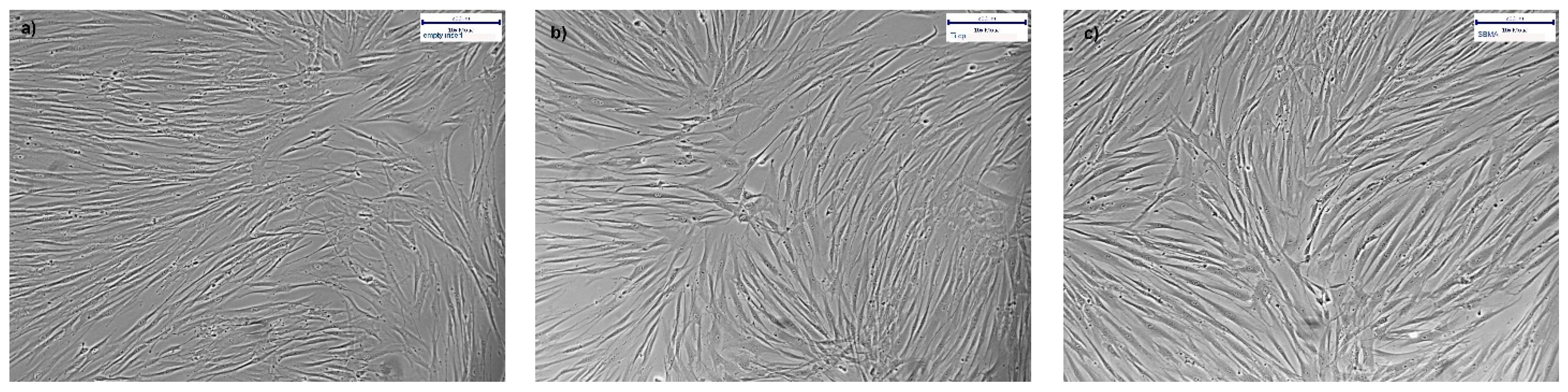 Polymers 13 02472 g006 550