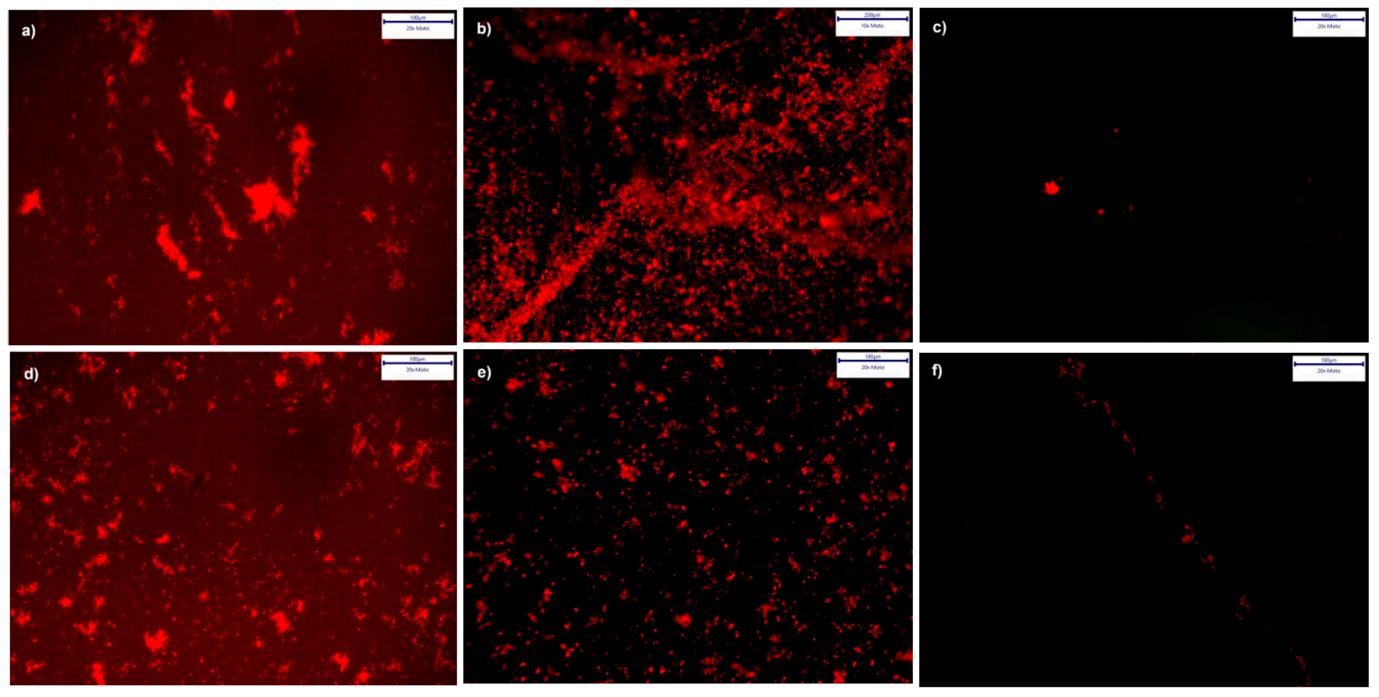 Polymers 13 02472 g008 550