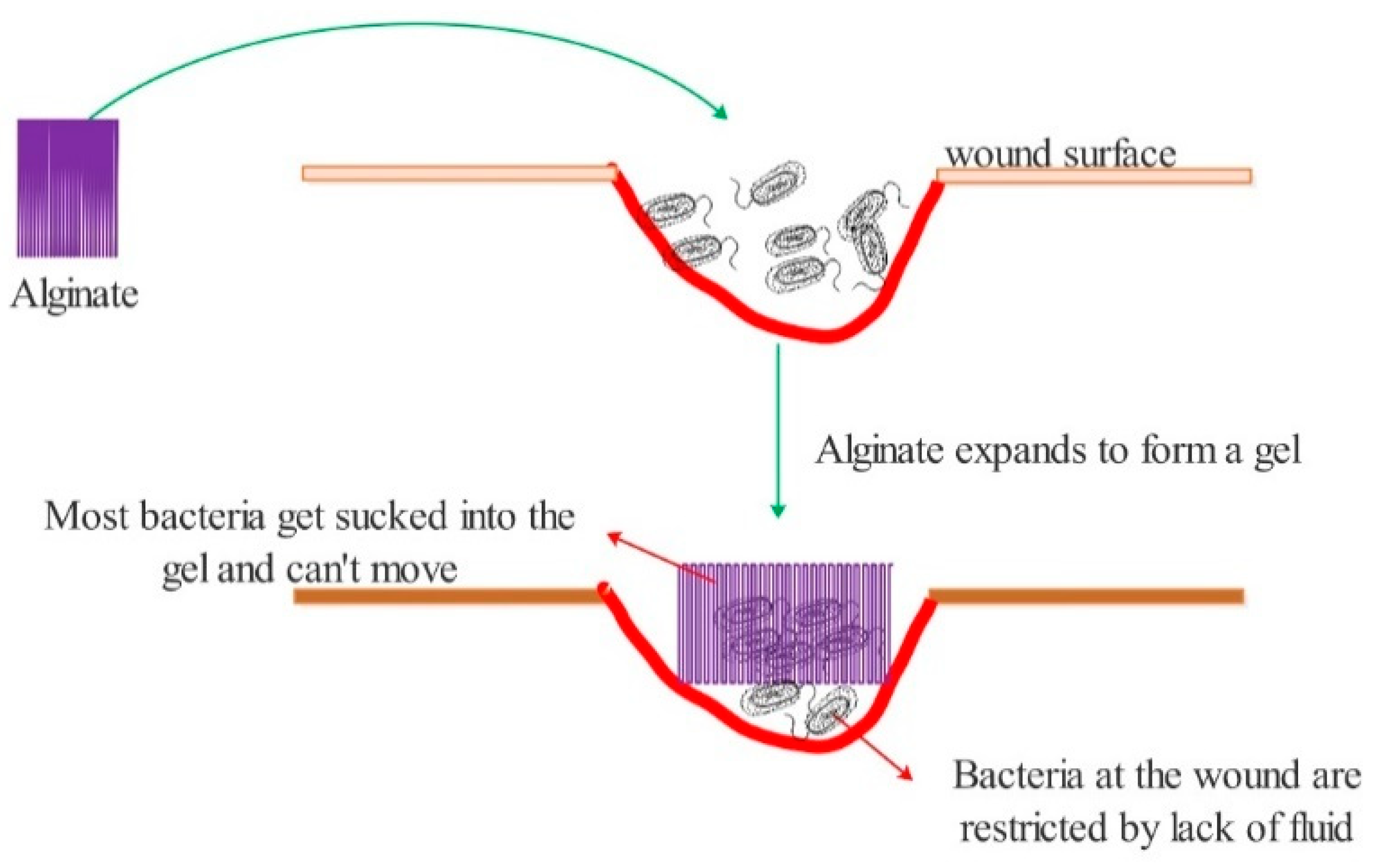 Polymers 13 02482 g004 550