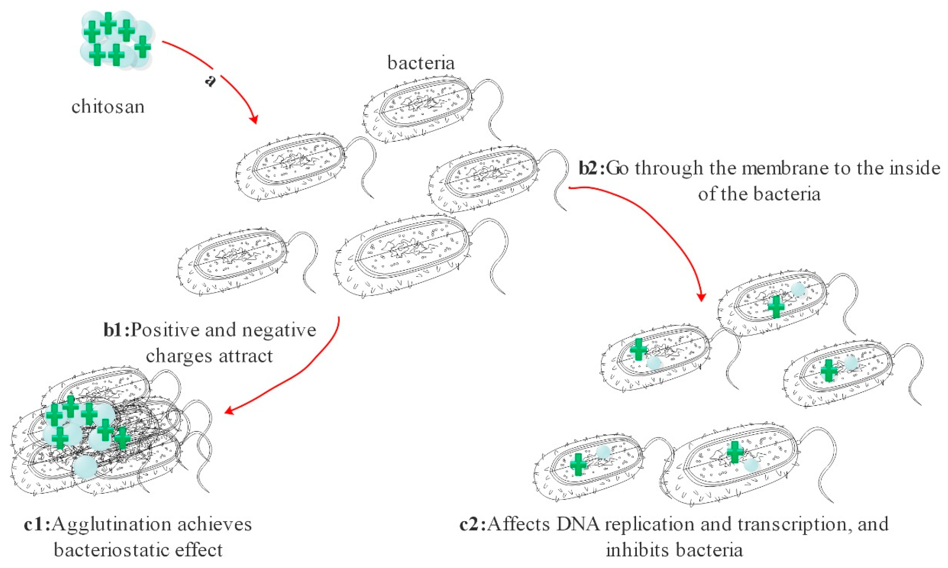 Polymers 13 02482 g007 550