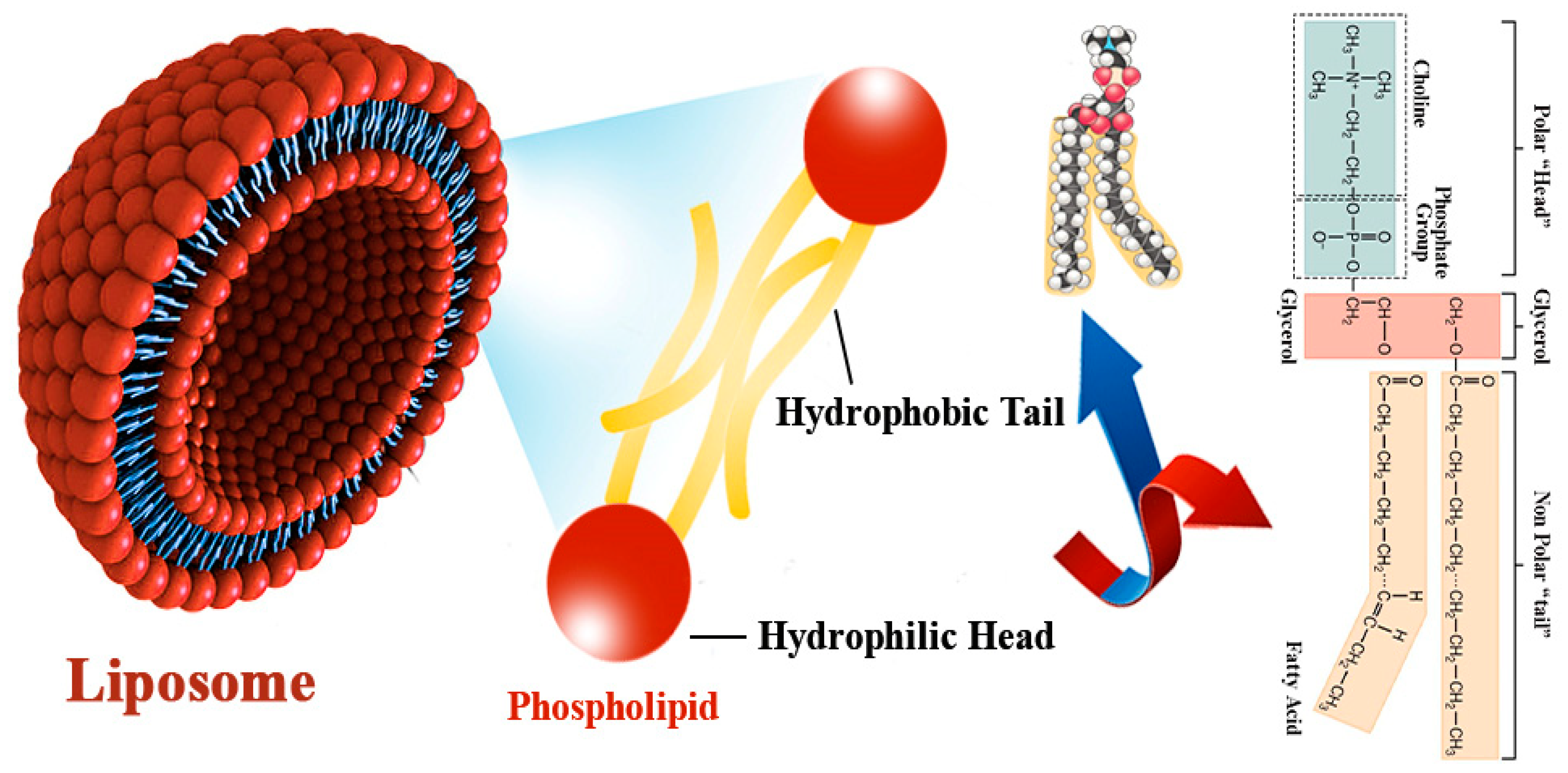 Polymers 13 02529 g002 550