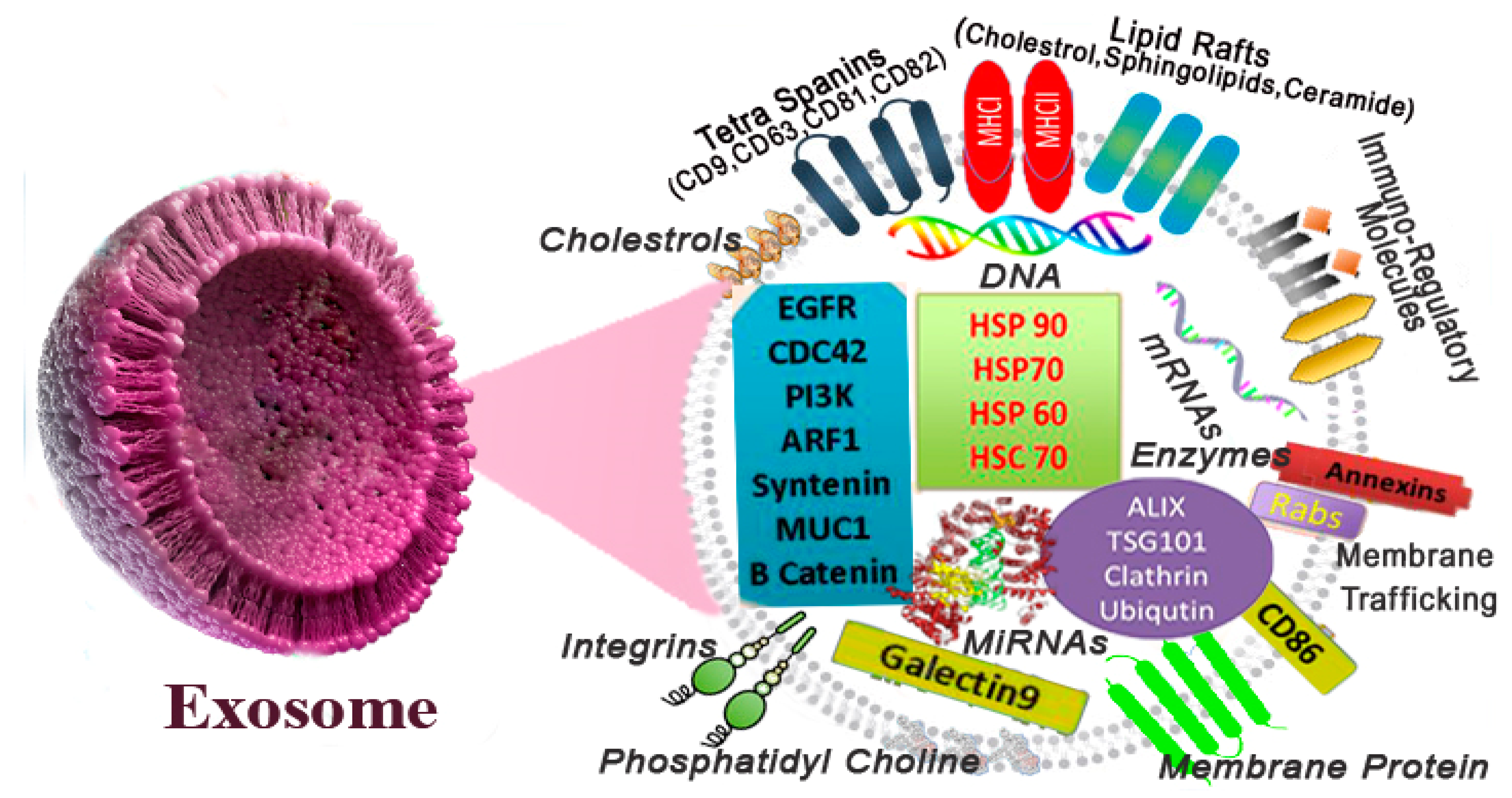 Polymers 13 02529 g004 550