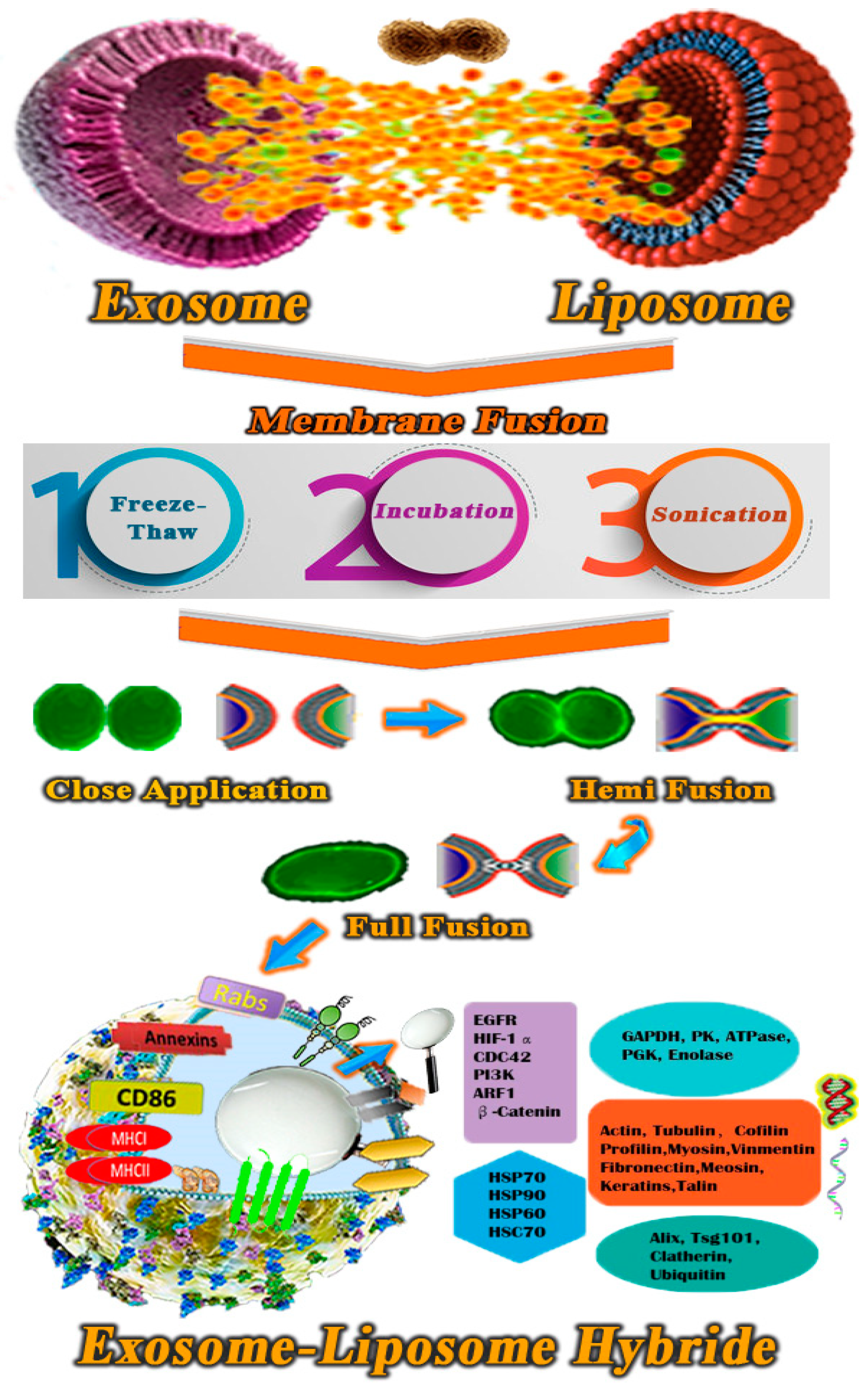 Polymers 13 02529 g006 550