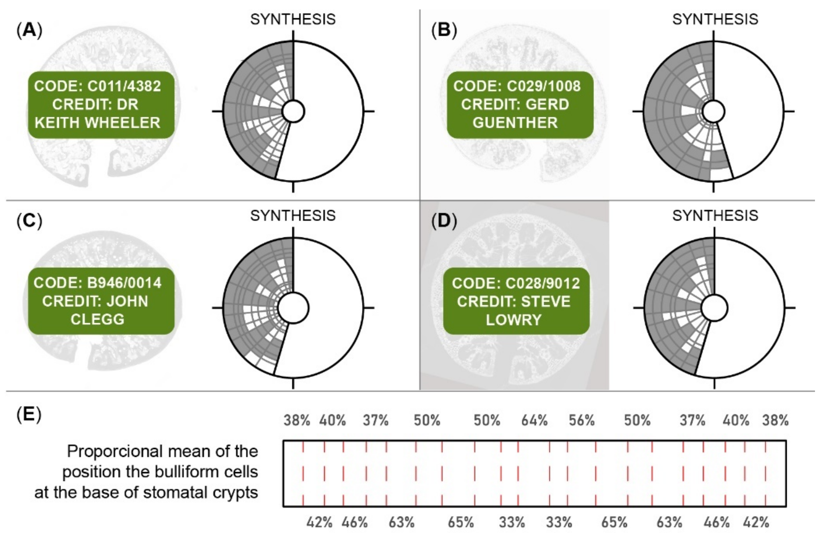 Polymers 13 02554 g011 Polymers 13 02554 g011