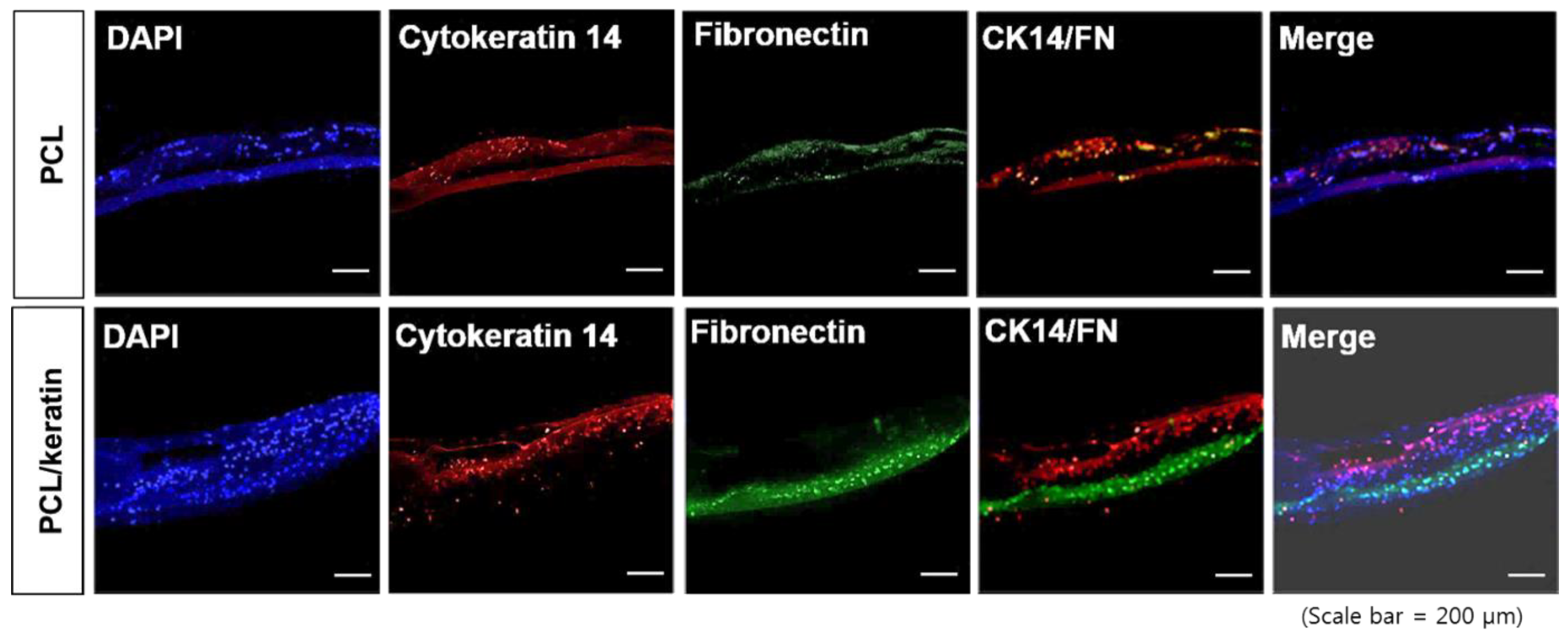 Polymers 13 02584 g006