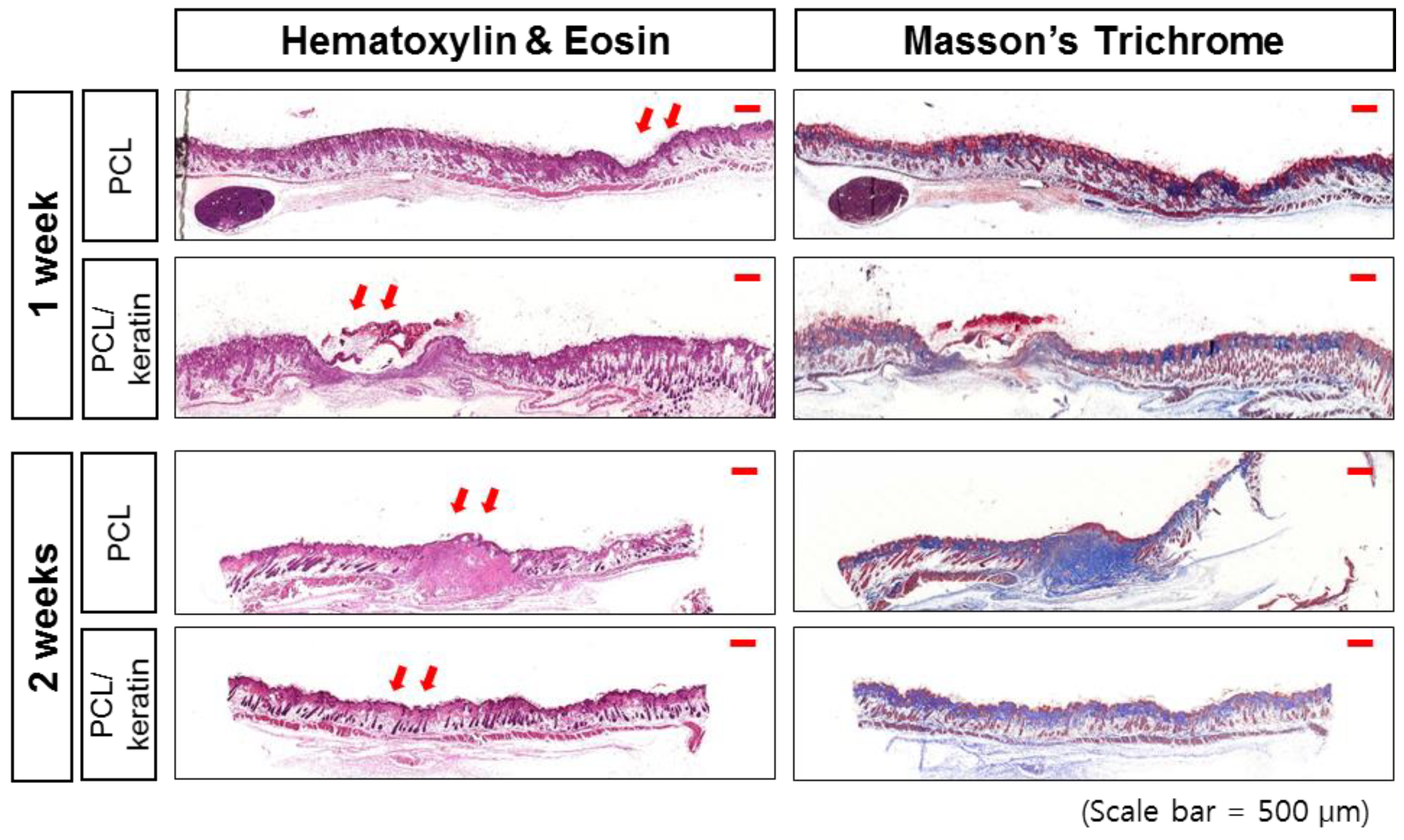 Polymers 13 02584 g008