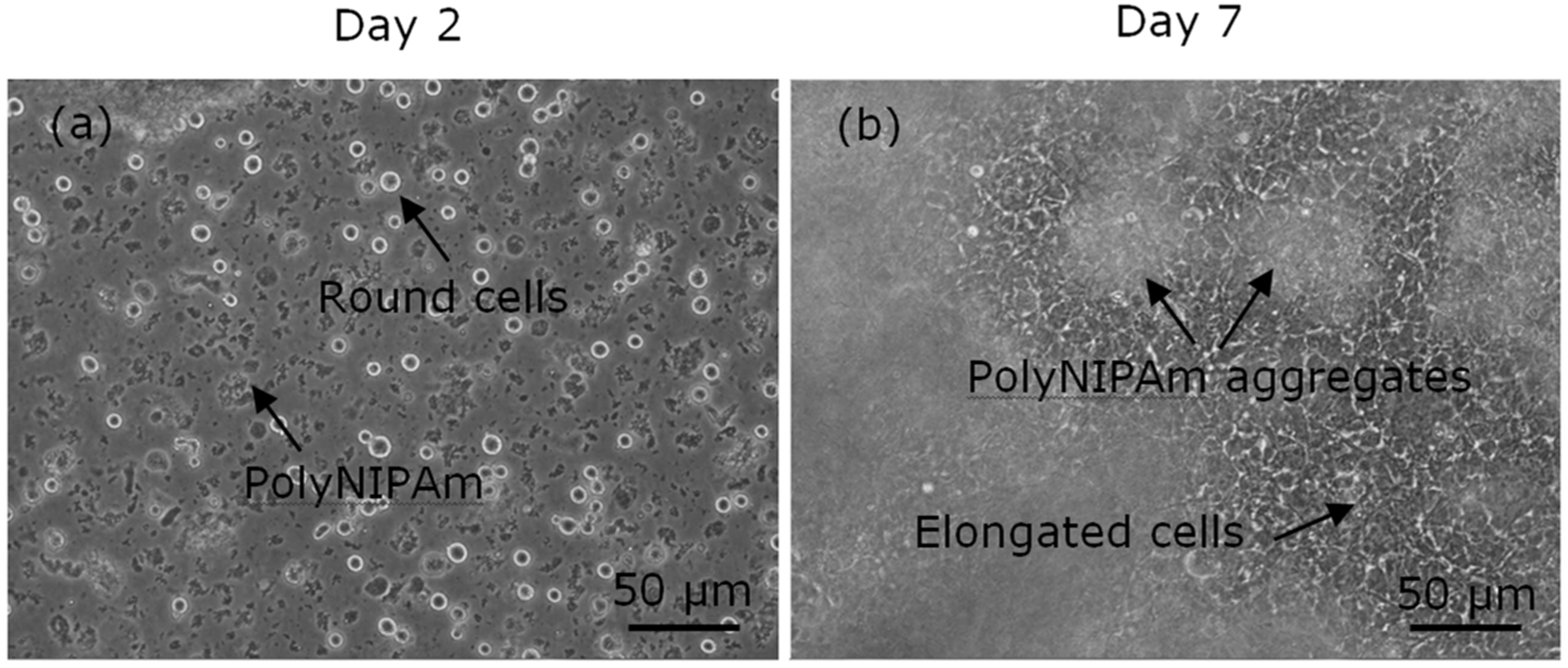 Polymers 13 02629 g010
