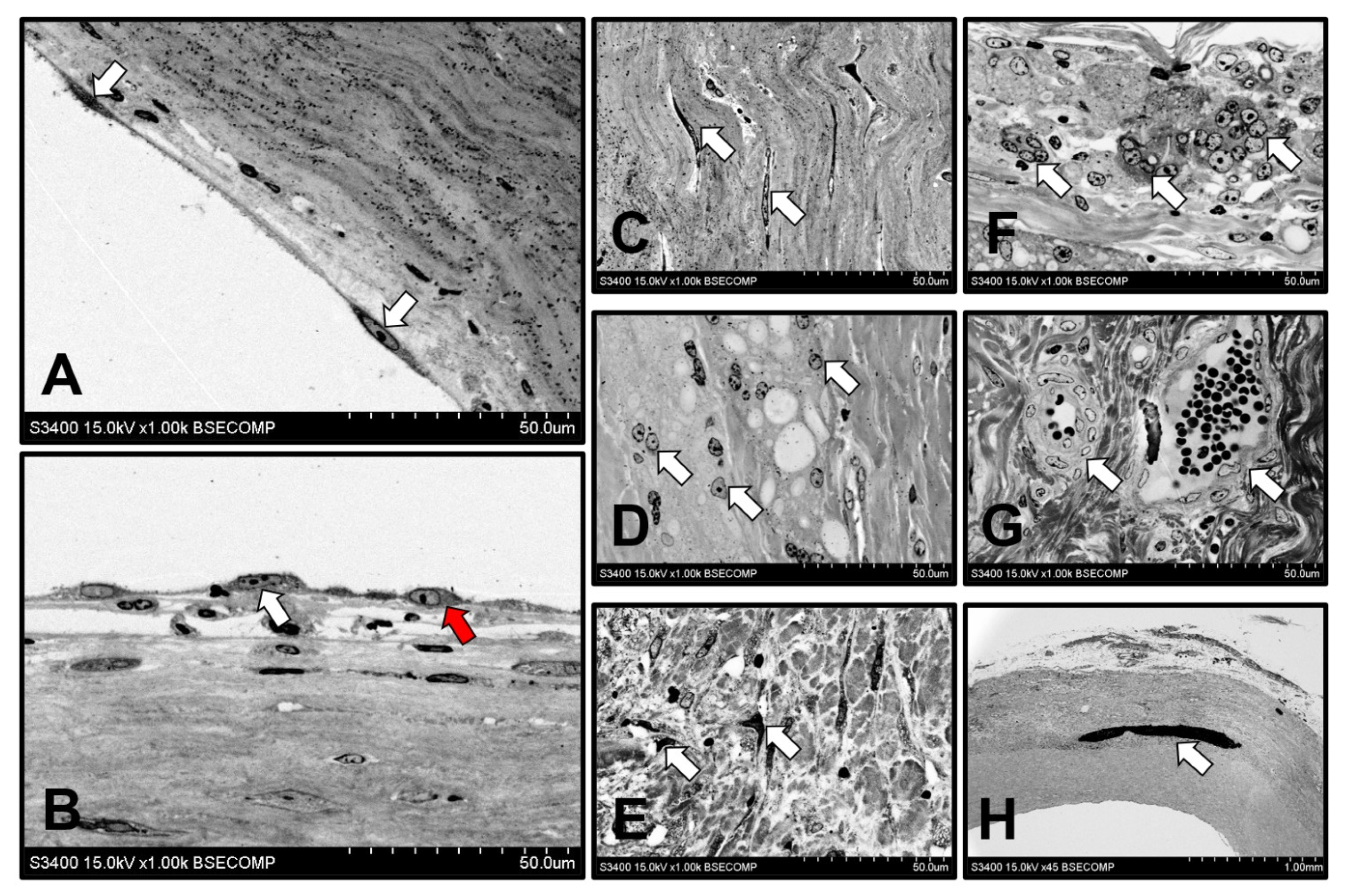 Polymers 13 02637 g006