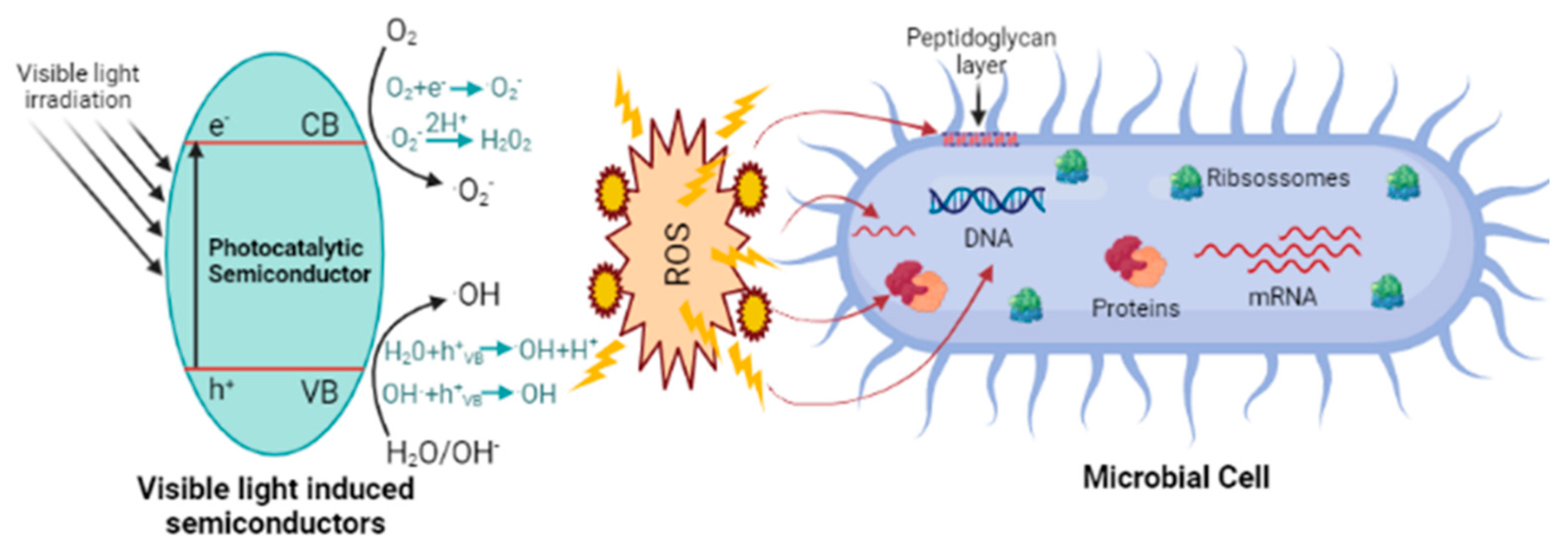 Polymers 13 02654 g003 550