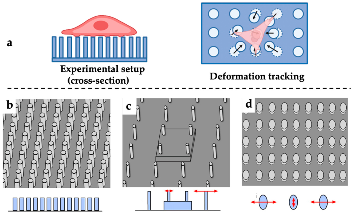 Polymers 13 02672 g002 Polymers 13 02672 g002