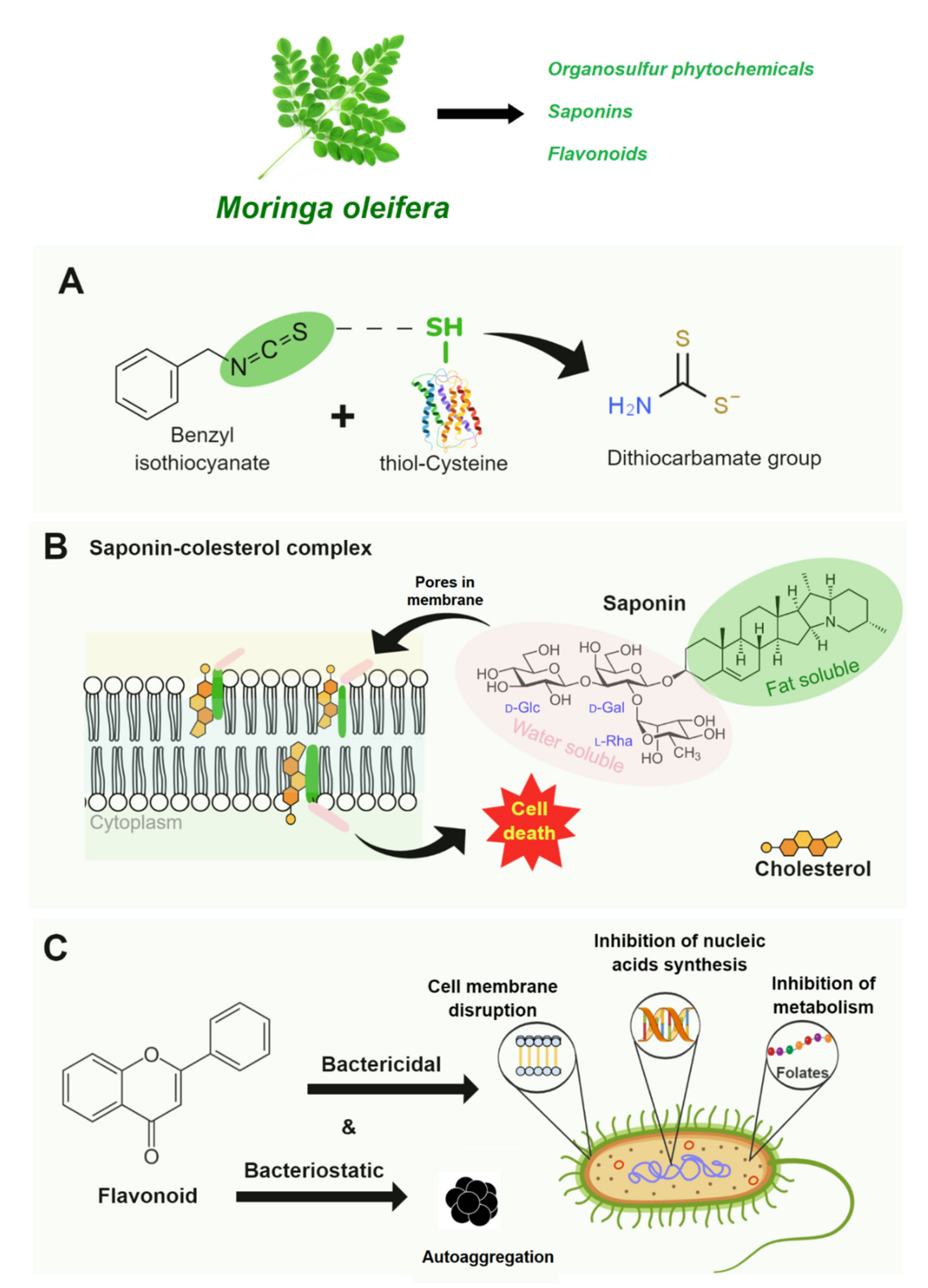 Polymers Free Full Text Green And Healthier Alternatives To Chemical Additives As Cheese Preservative Natural Antimicrobials In Active Nanopackaging Coatings Html