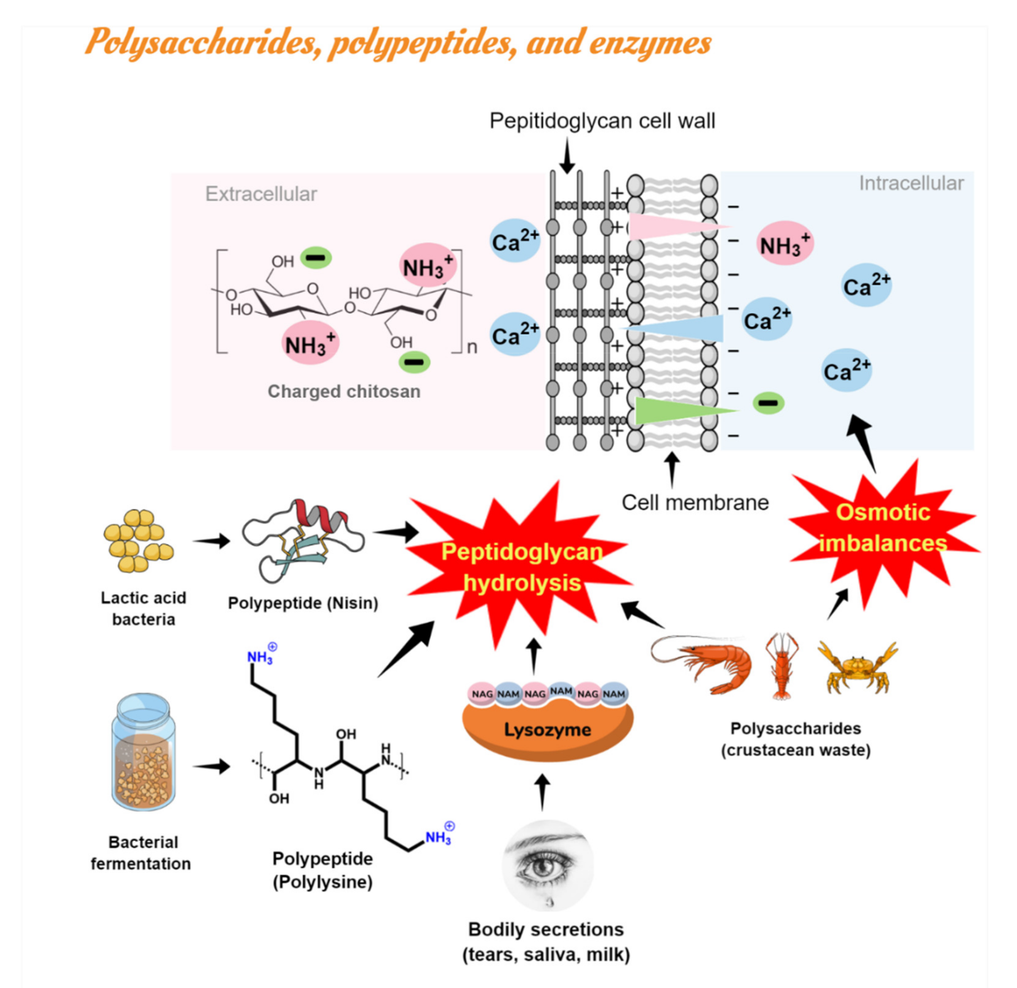 Polymers 13 02675 g004 550