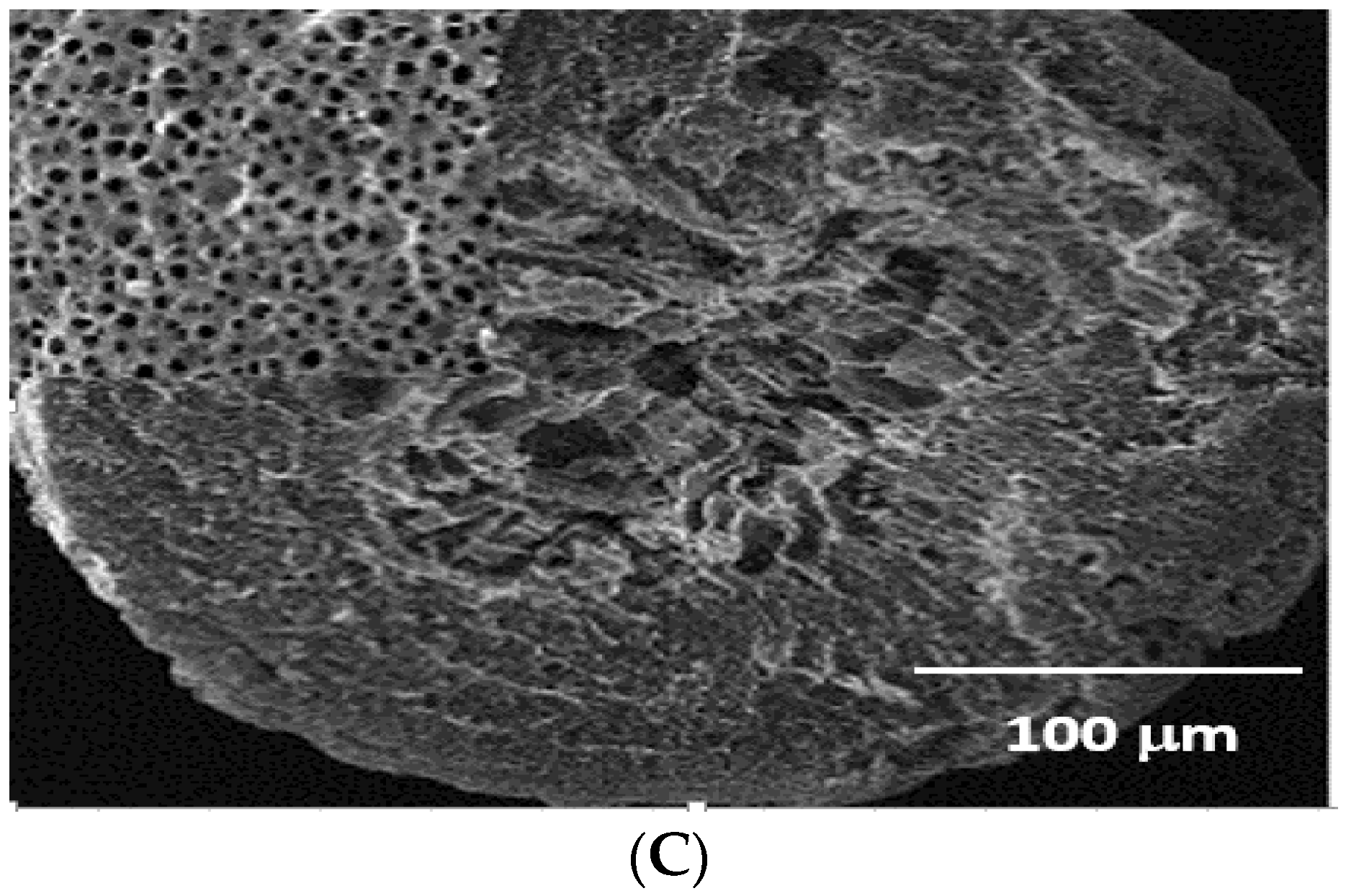 Polymers 13 02714 g007b