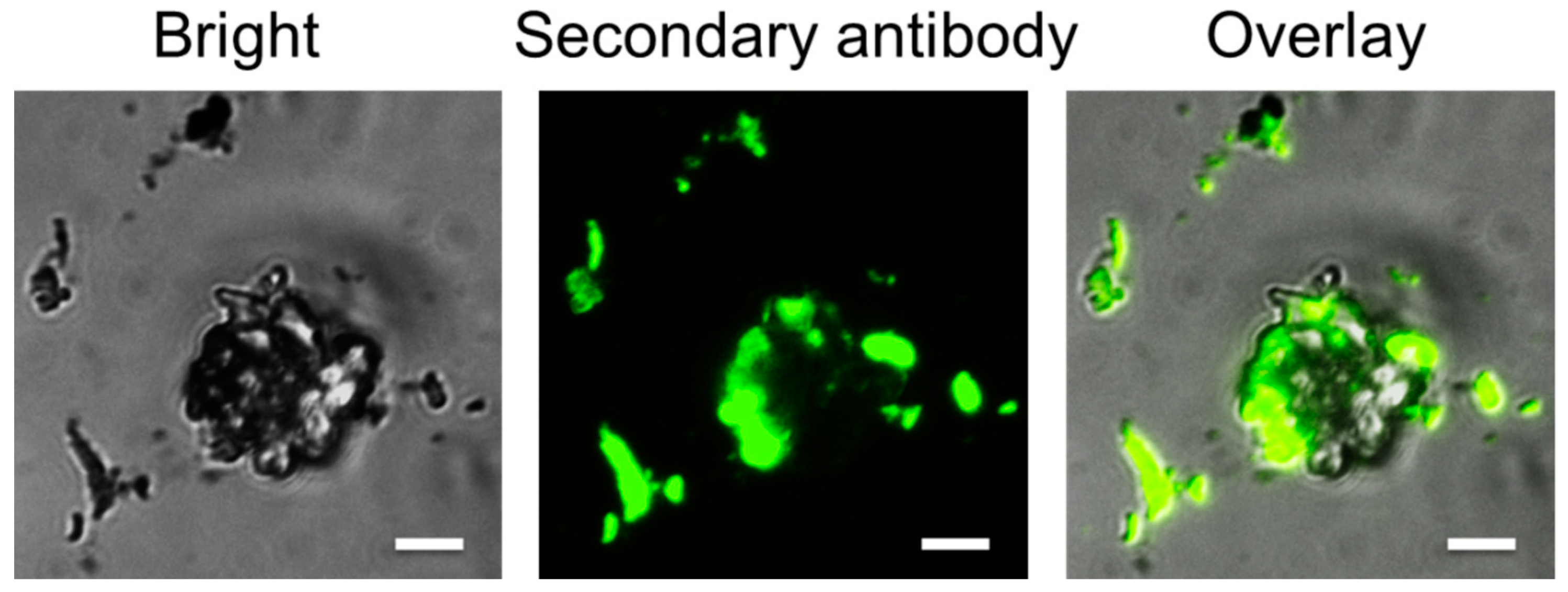 Polymers 13 02726 g005 550