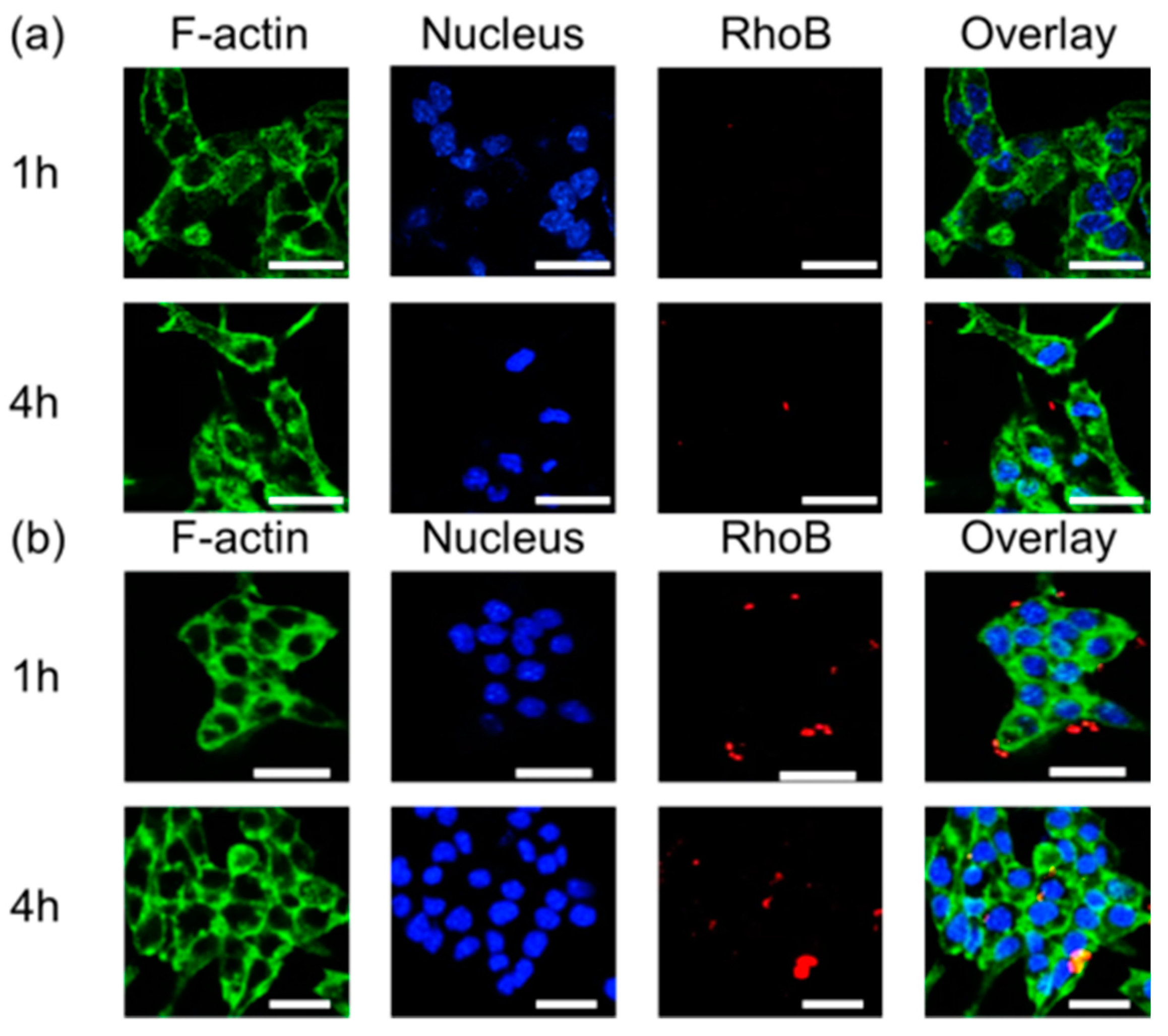 Polymers 13 02726 g006 550