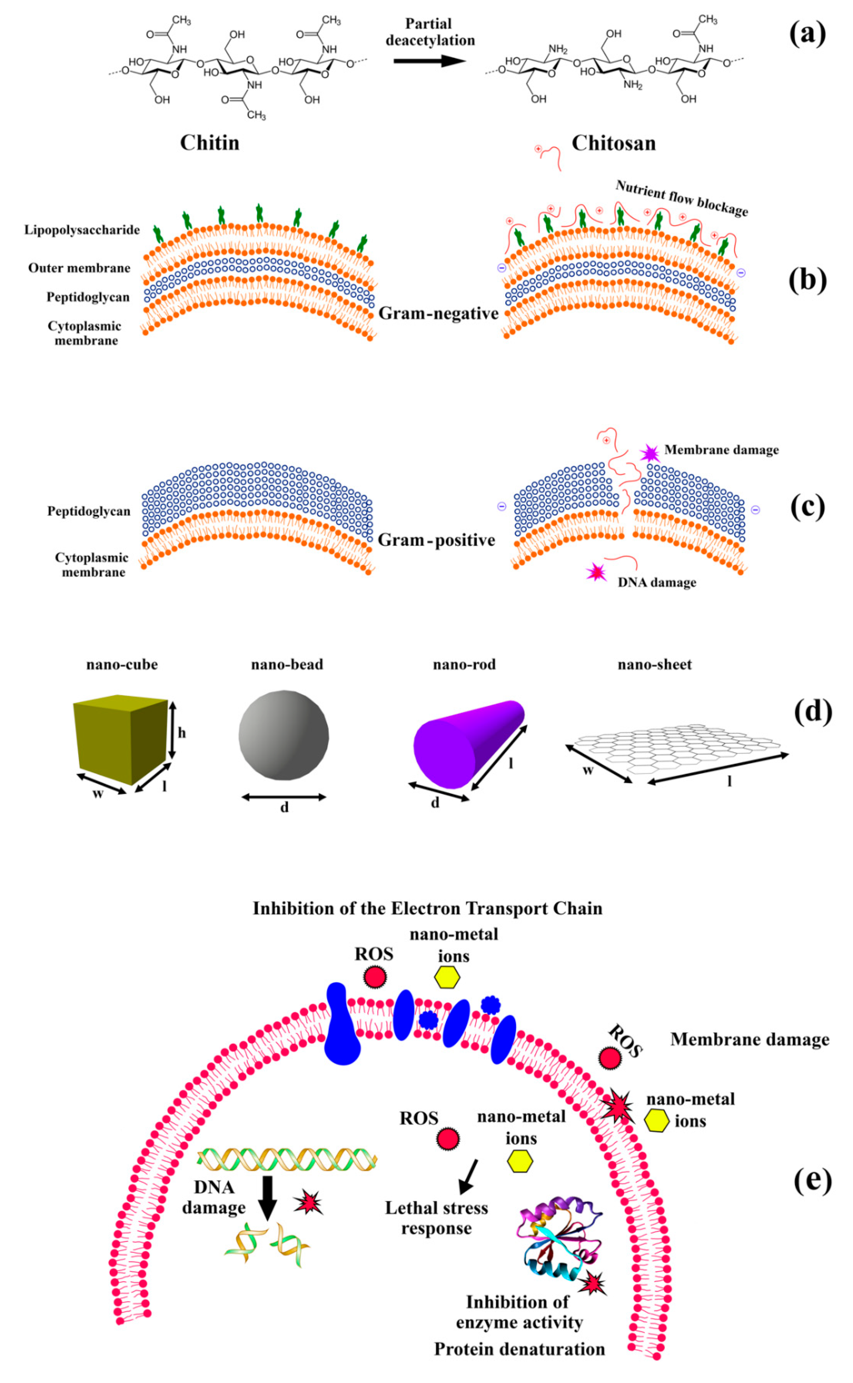 Polymers Free Full Text Antimicrobial Biodegradable Food Packaging Based On Chitosan And Metal Metal Oxide Bio Nanocomposites A Review Html Polymers Free Full Text Antimicrobial Biodegradable Food Packaging Based On Chitosan And Metal Metal Oxide Bio Nanocomposites A Review Html