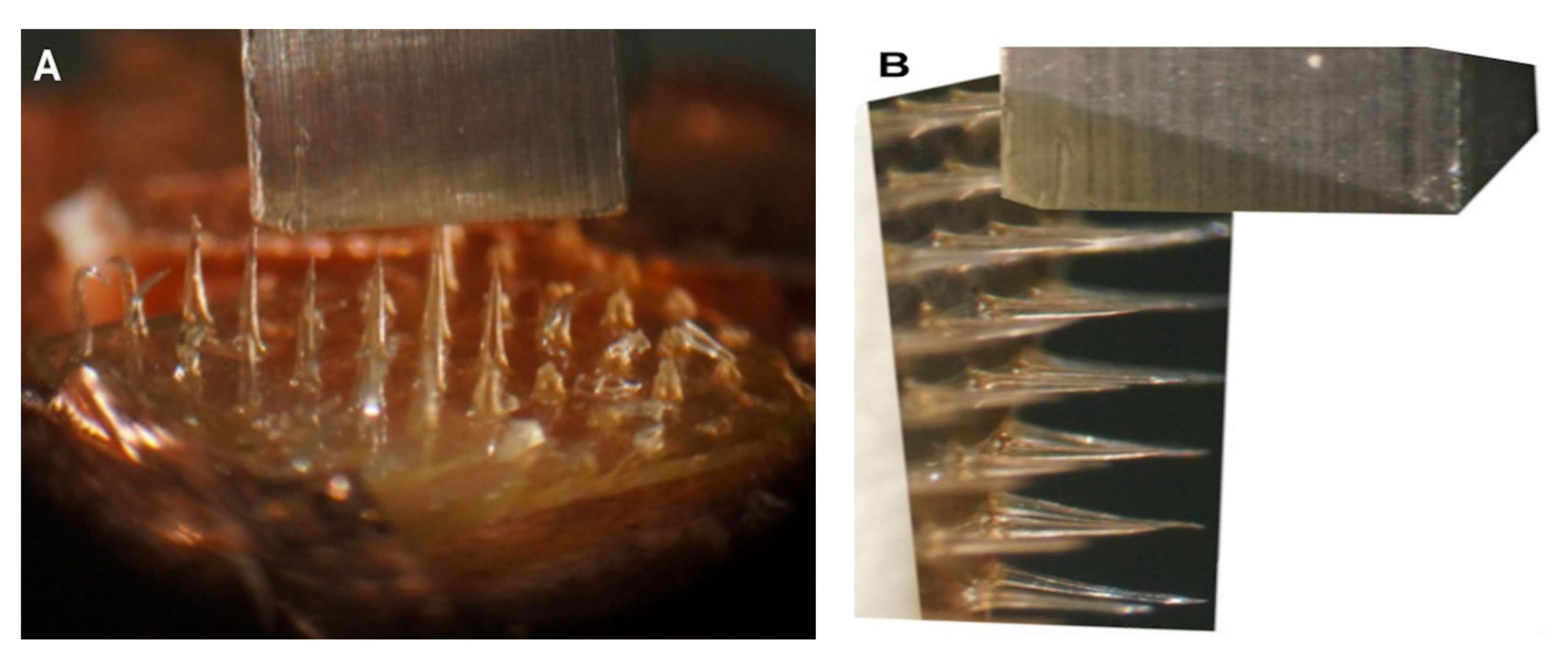 Polymers 13 02815 g016 Polymers 13 02815 g016